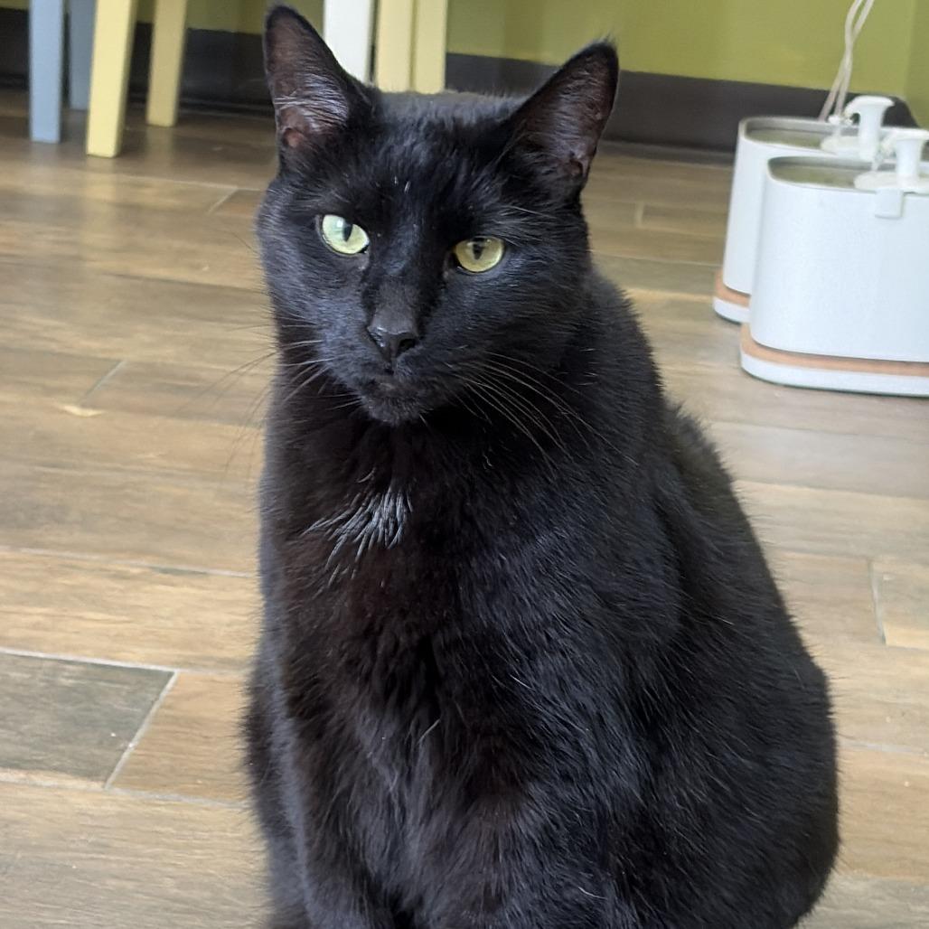 Enlarge Otis, a Adoptable Domestic Short Hair in Bloomington, IL image 6/6