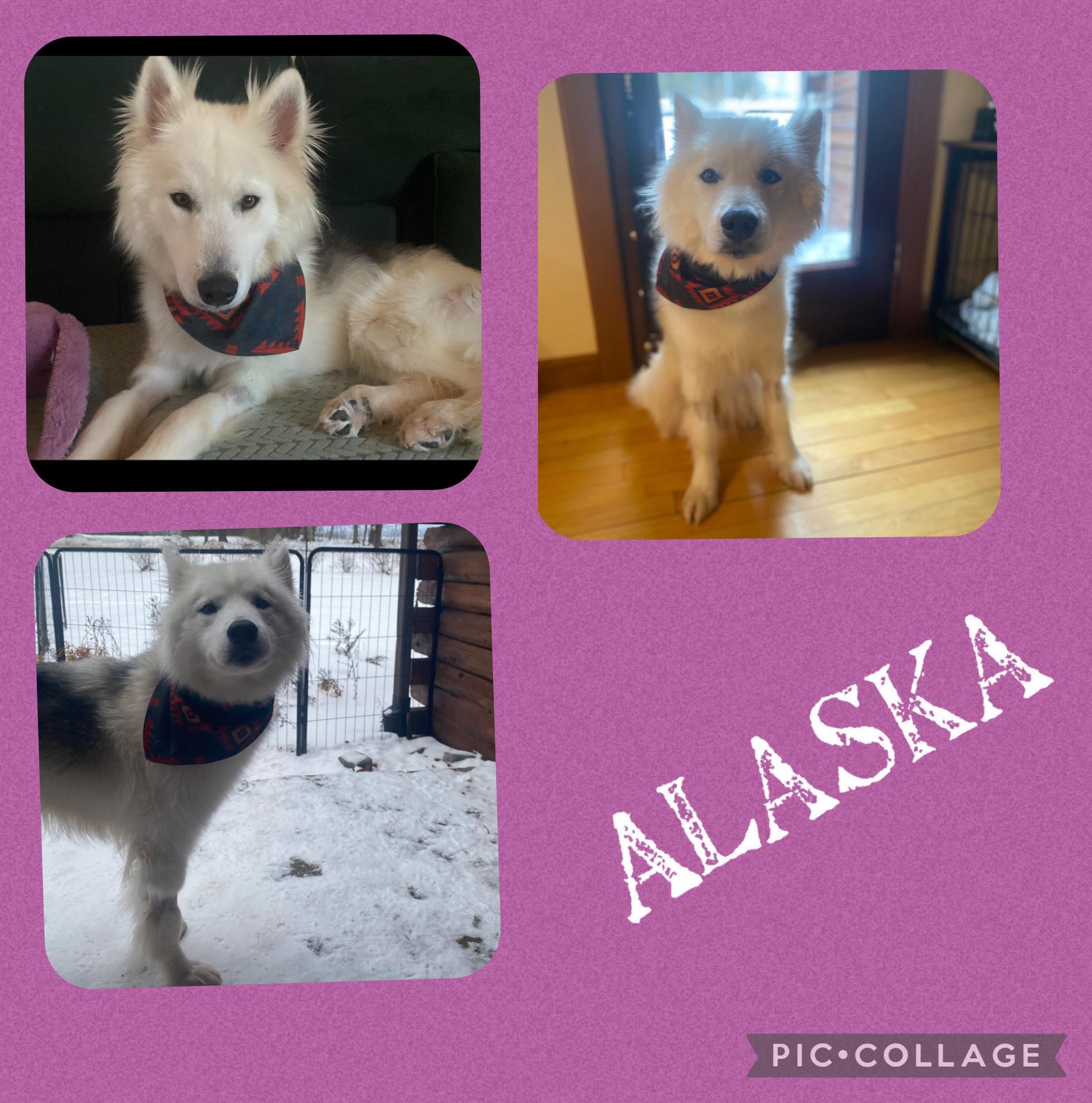 Alaska, adopted, Adult Female Husky.