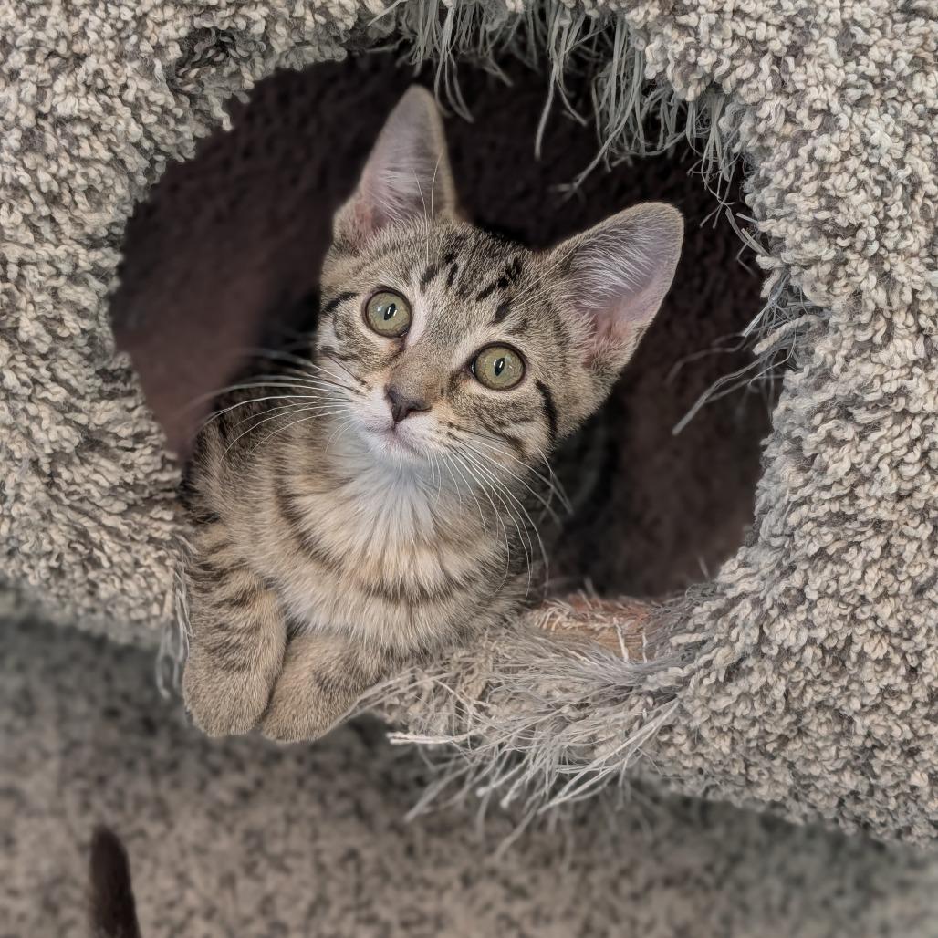 Rojo, Adoptable, Kitten Female Domestic Short Hair.