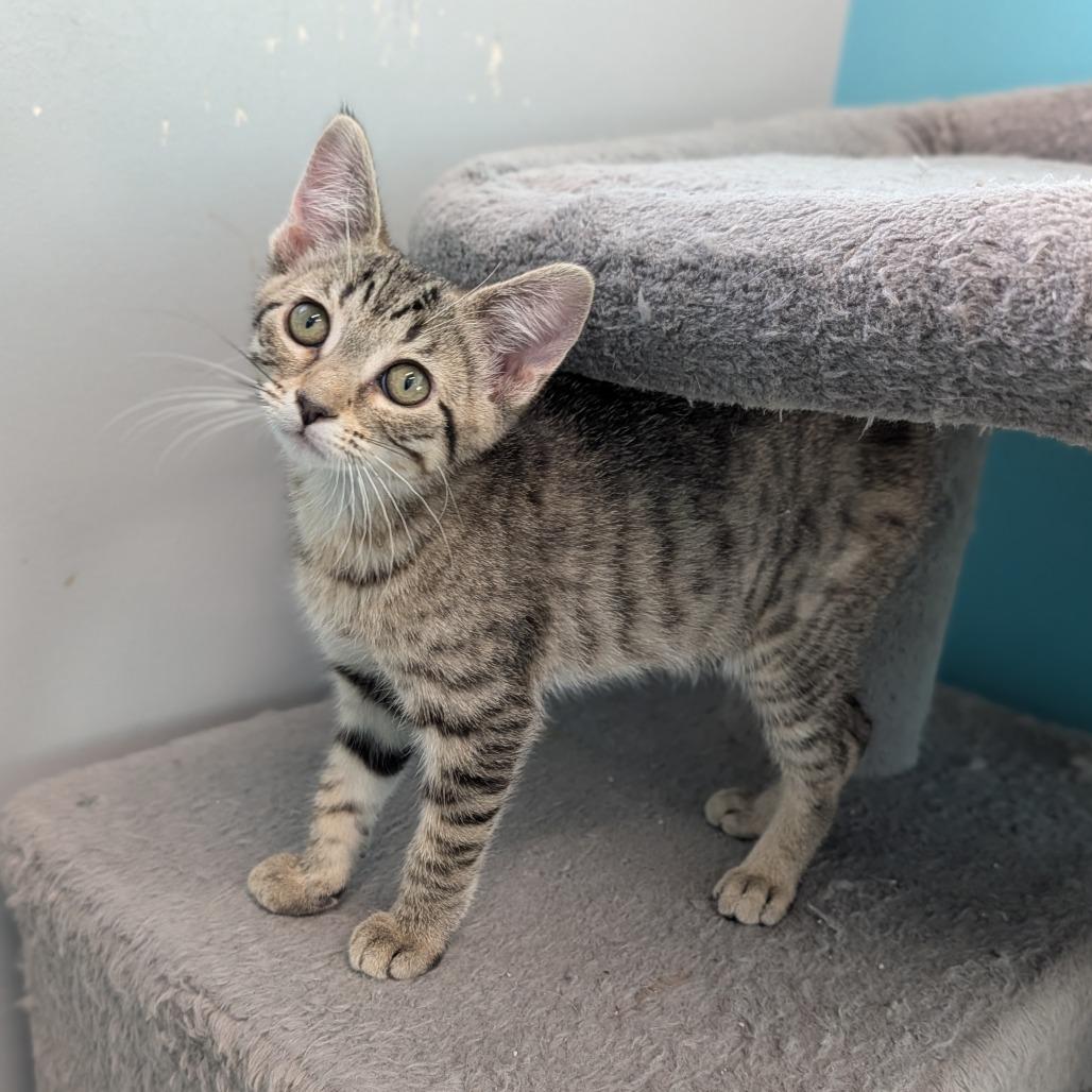 Enlarge Rojo, a Adoptable Domestic Short Hair in Cape Girardeau, MO image 2/2
