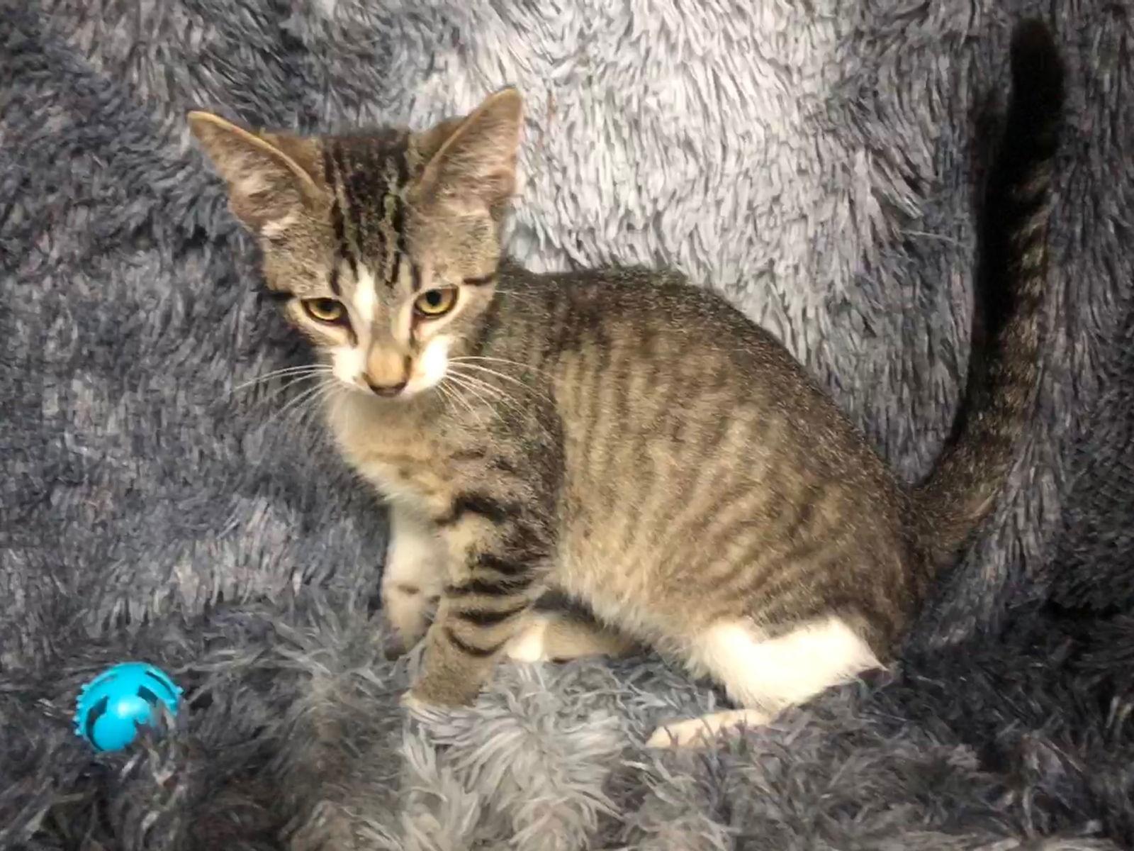 Quatre, Adoptable, Kitten Female Domestic Short Hair & Tabby.