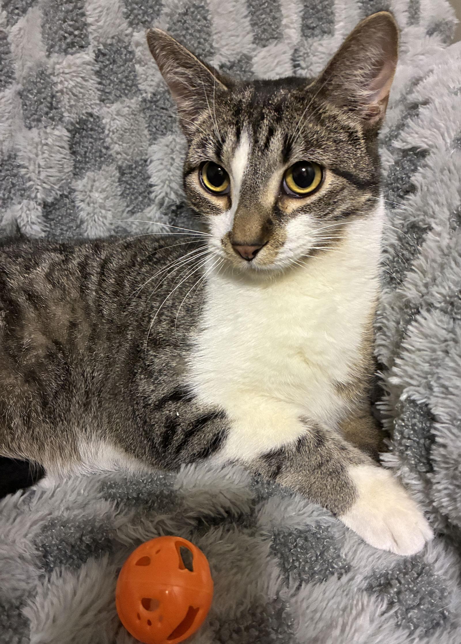 Enlarge Quatre, a Adoptable mixed breed in Forest Lake, MN image 2/2