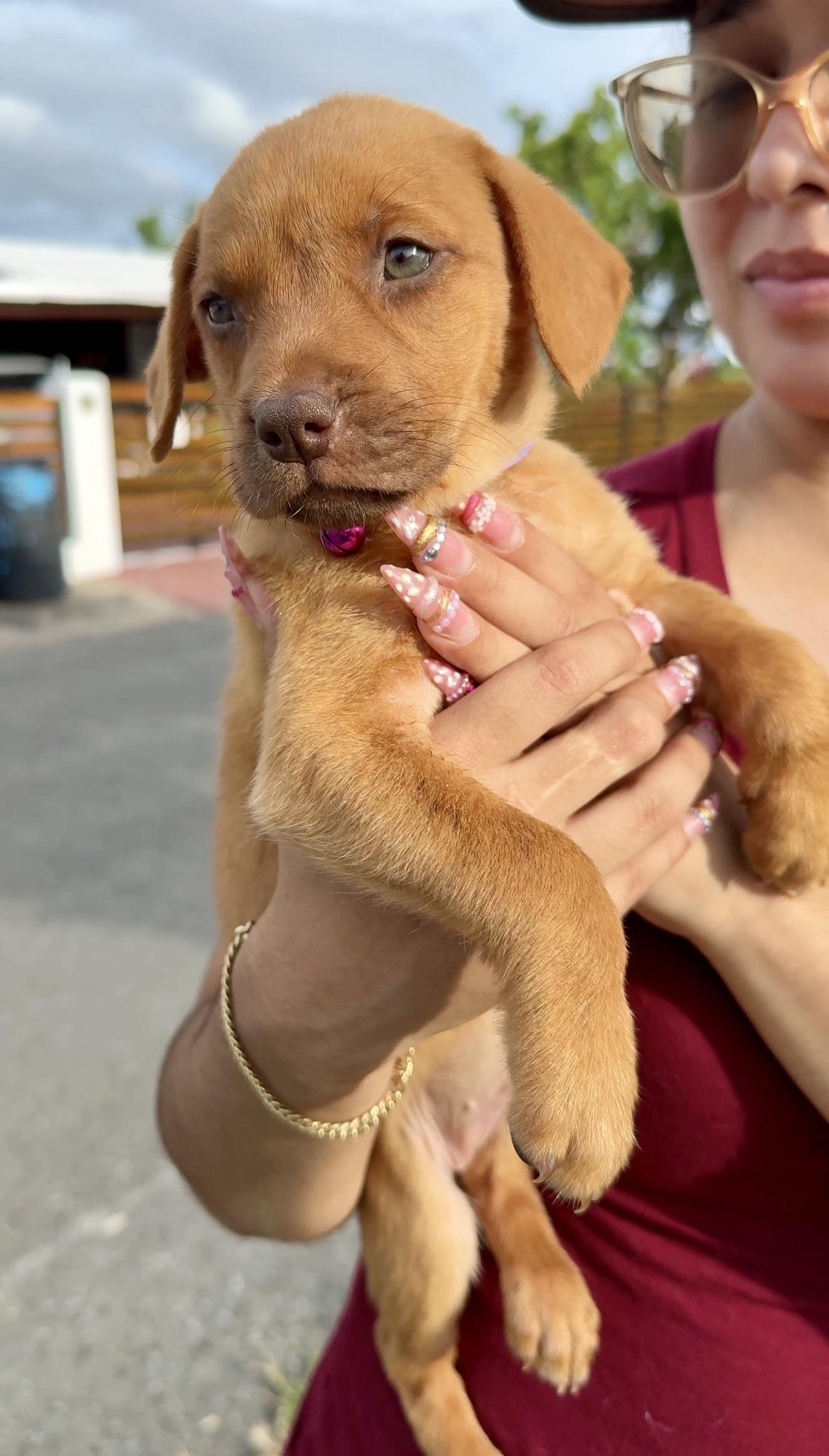 Enlarge Penny - GREEN Eyes, Girl Puppy *LOW  FEE*, a Adoptable mixed breed in Fort Lauderdale, FL image 5/6