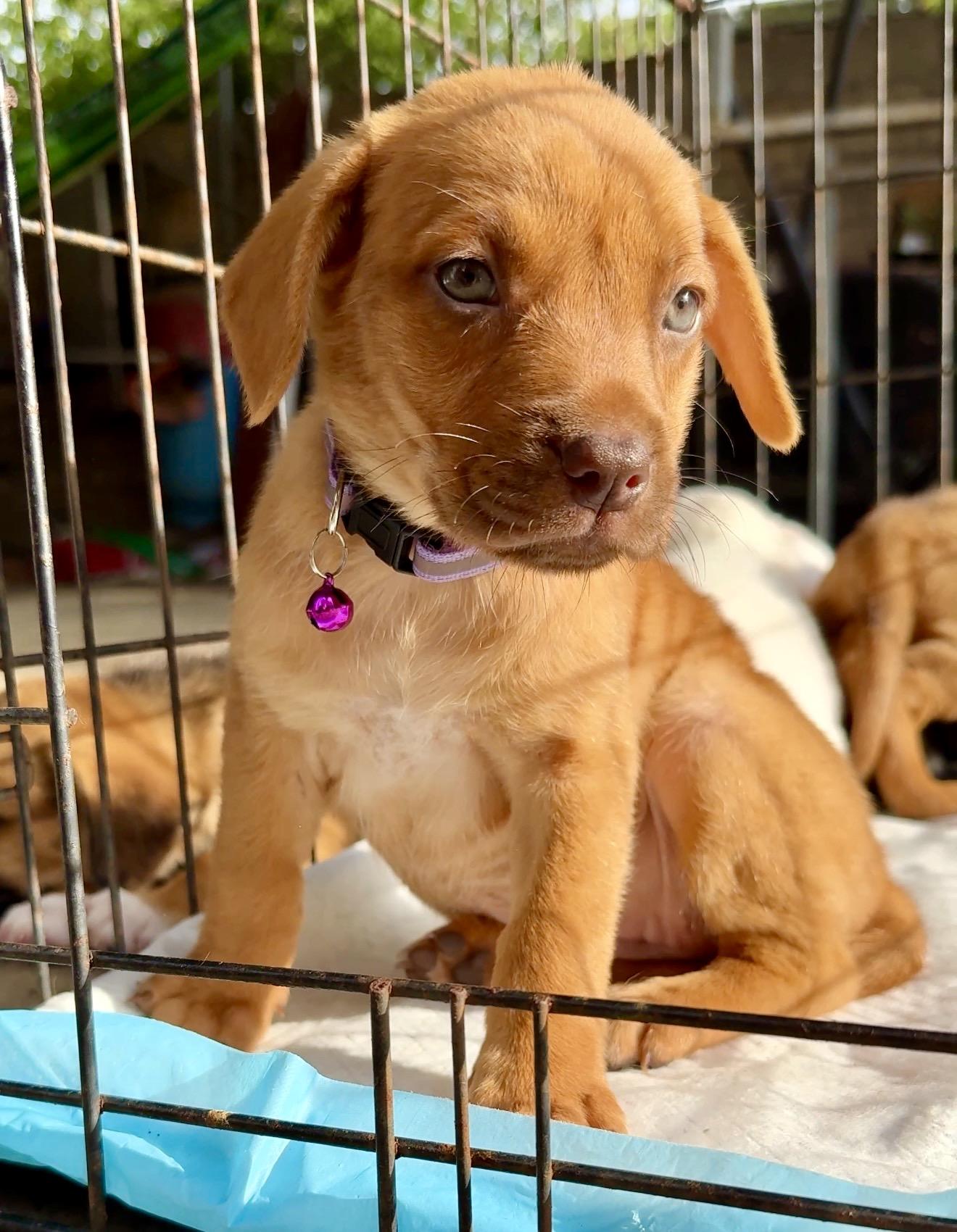Enlarge Penny - GREEN Eyes, Girl Puppy *LOW  FEE*, a Adoptable mixed breed in Fort Lauderdale, FL image 6/6