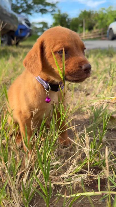 Enlarge Penny - GREEN Eyes, Girl Puppy *LOW  FEE*, a Adoptable mixed breed in Fort Lauderdale, FL video 2/6