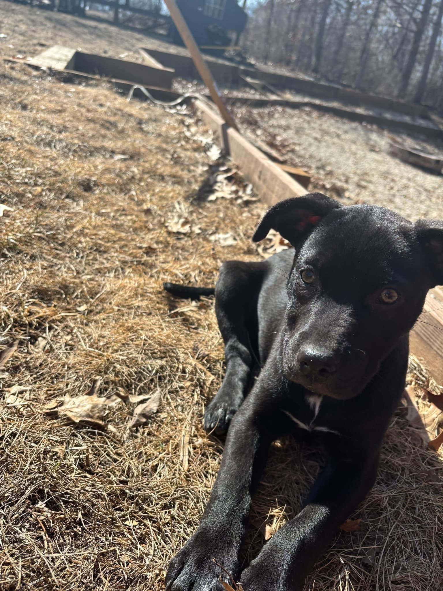 Indy, a Adopted mixed breed in Holmen, WI image 3/5