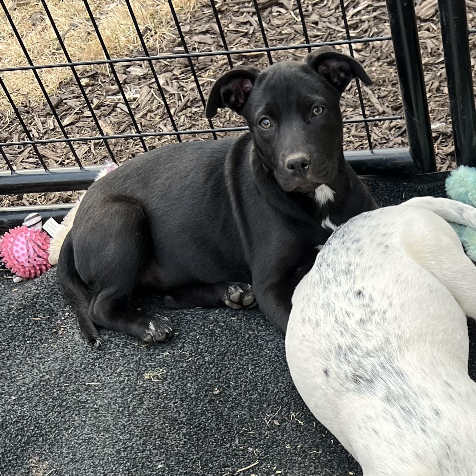 Indy, a Adopted mixed breed in Holmen, WI image 4/5