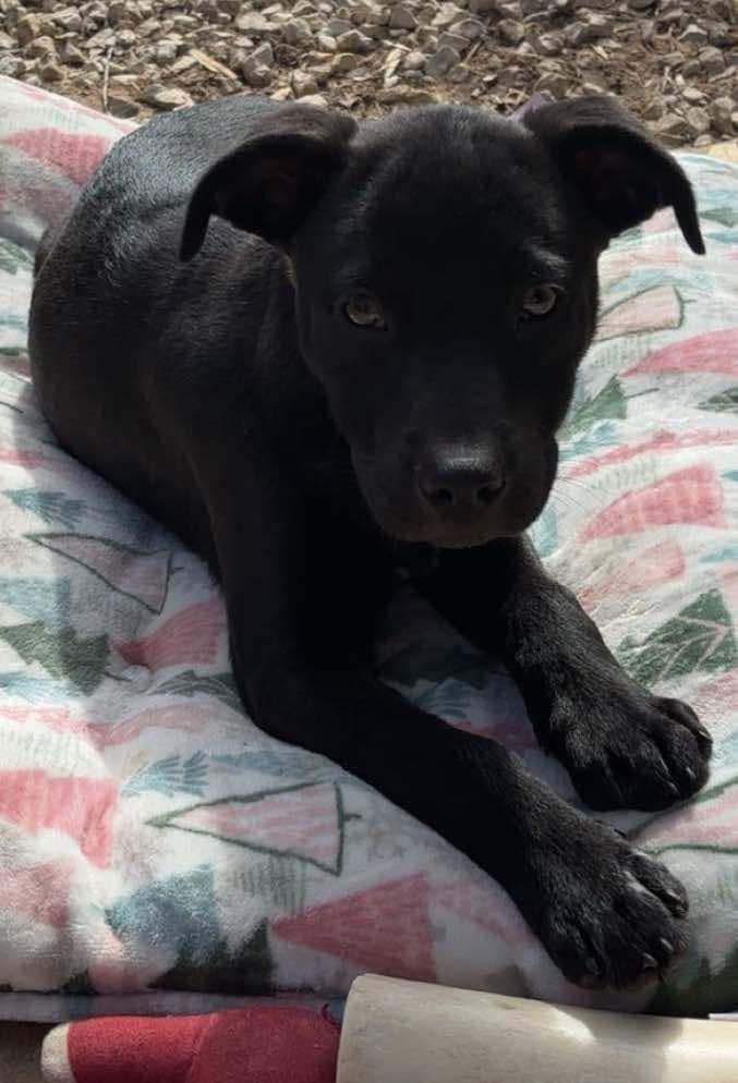 Indy, a Adopted mixed breed in Holmen, WI image 5/5