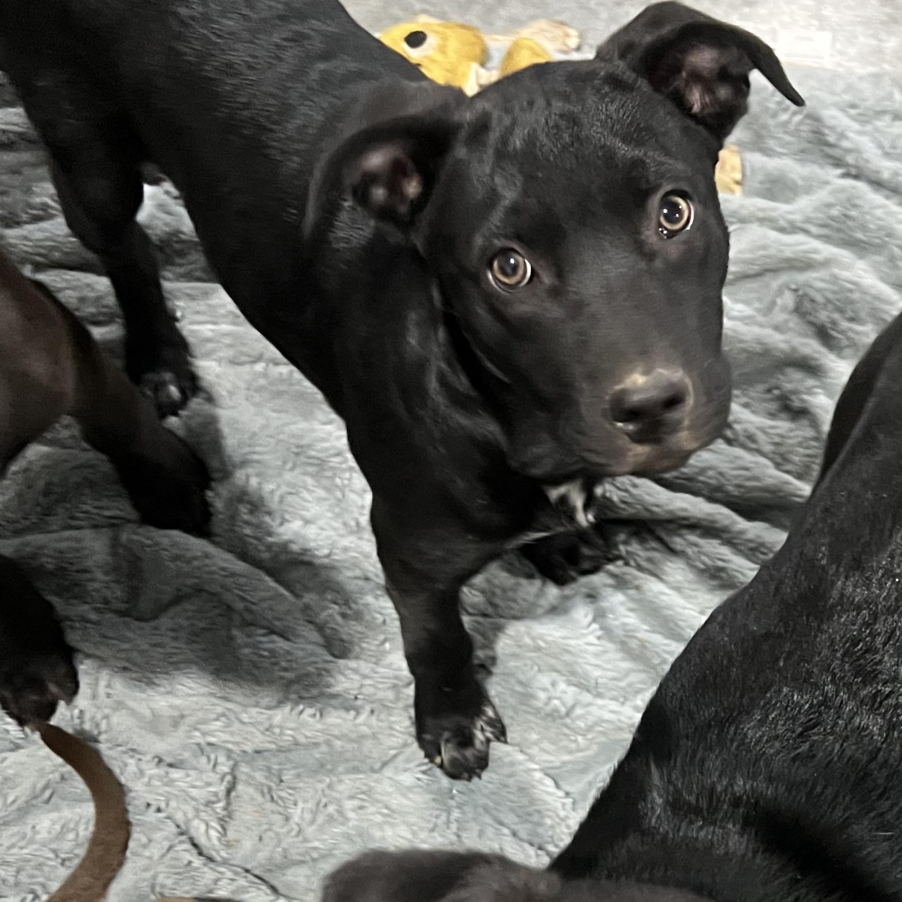 Indy, Adopted, Young Female Mixed Breed.