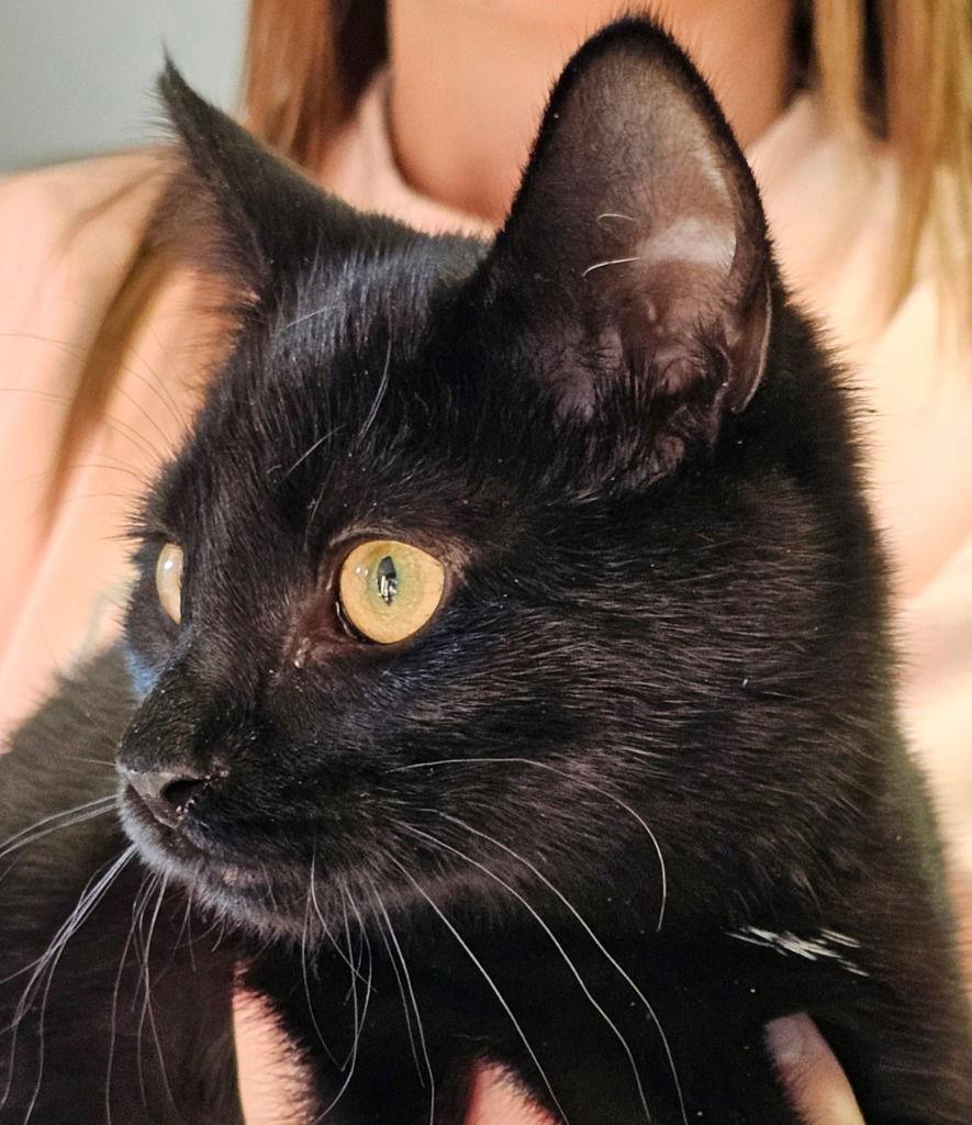 Matcha, Adoptable, Young Male Domestic Short Hair.