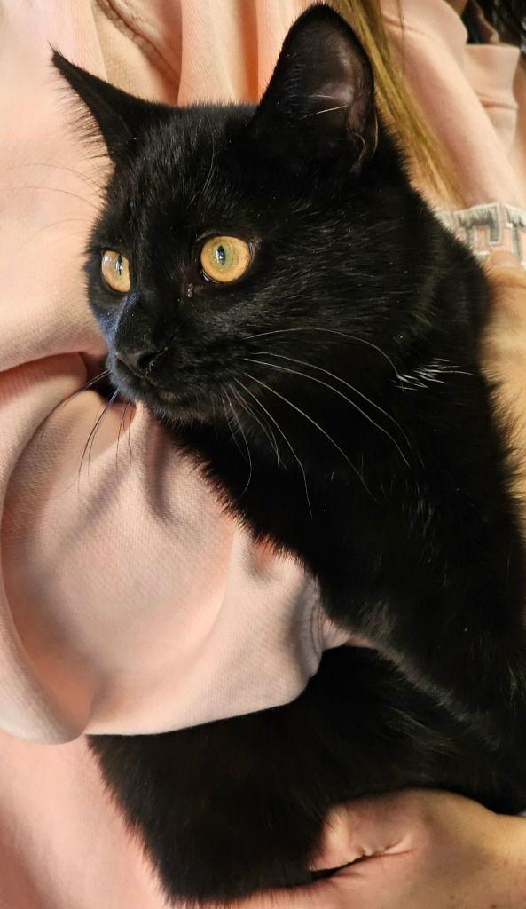 Matcha, a Adoptable Domestic Short Hair in Lovingston, VA image 2/3