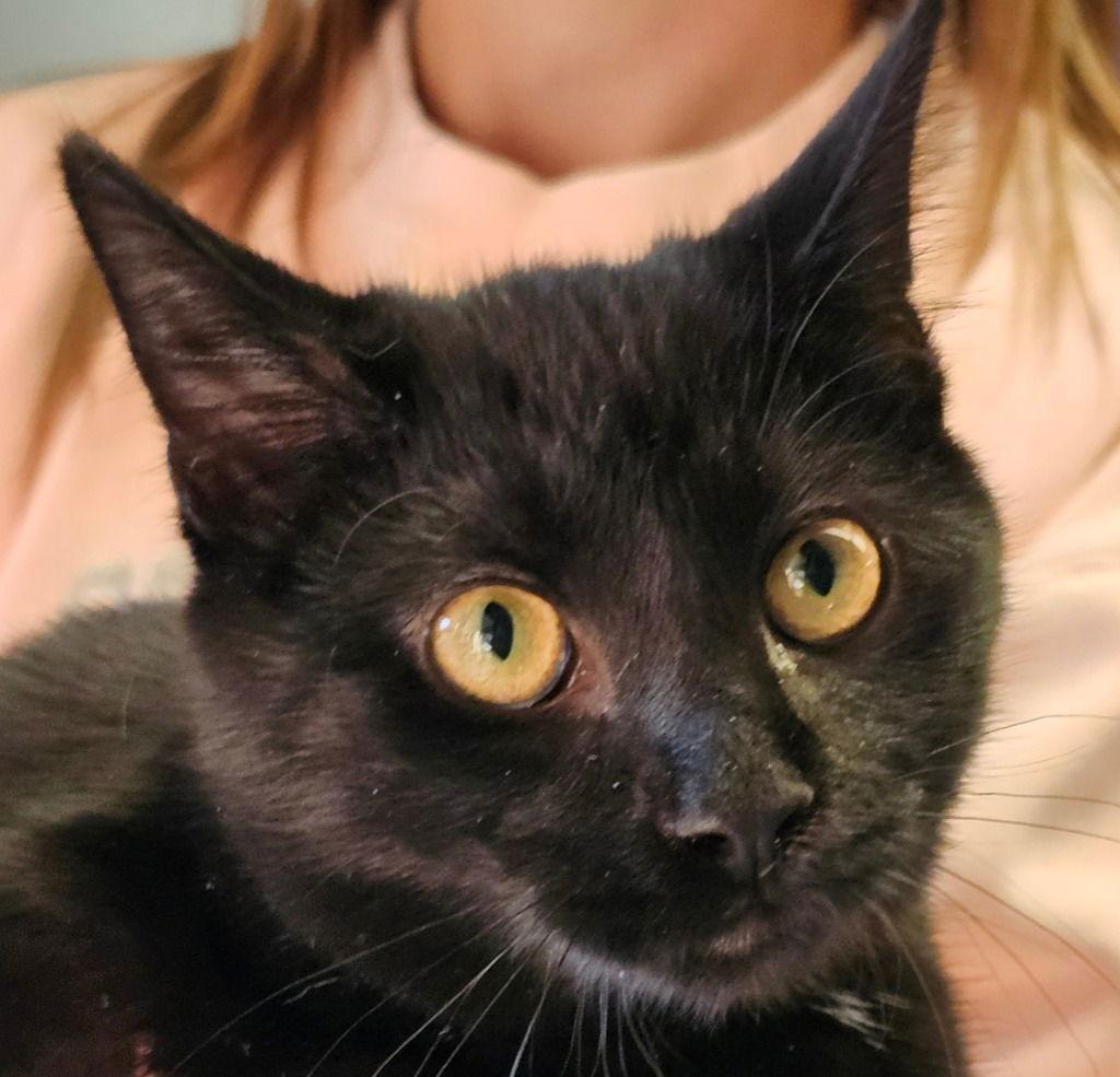 Matcha, a Adoptable Domestic Short Hair in Lovingston, VA image 3/3