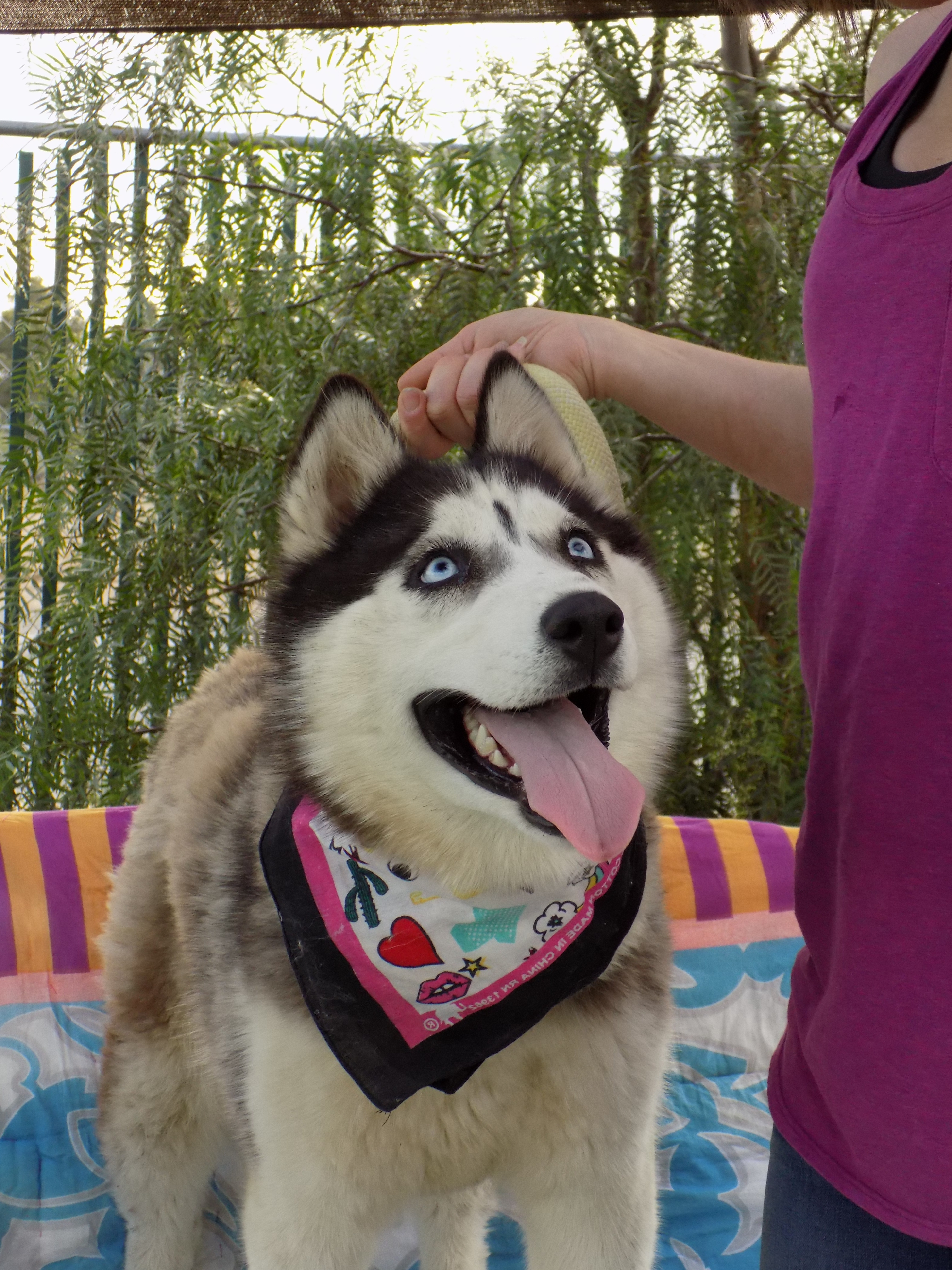 DIAMOND 2, Adoptable, Young Female Siberian Husky.