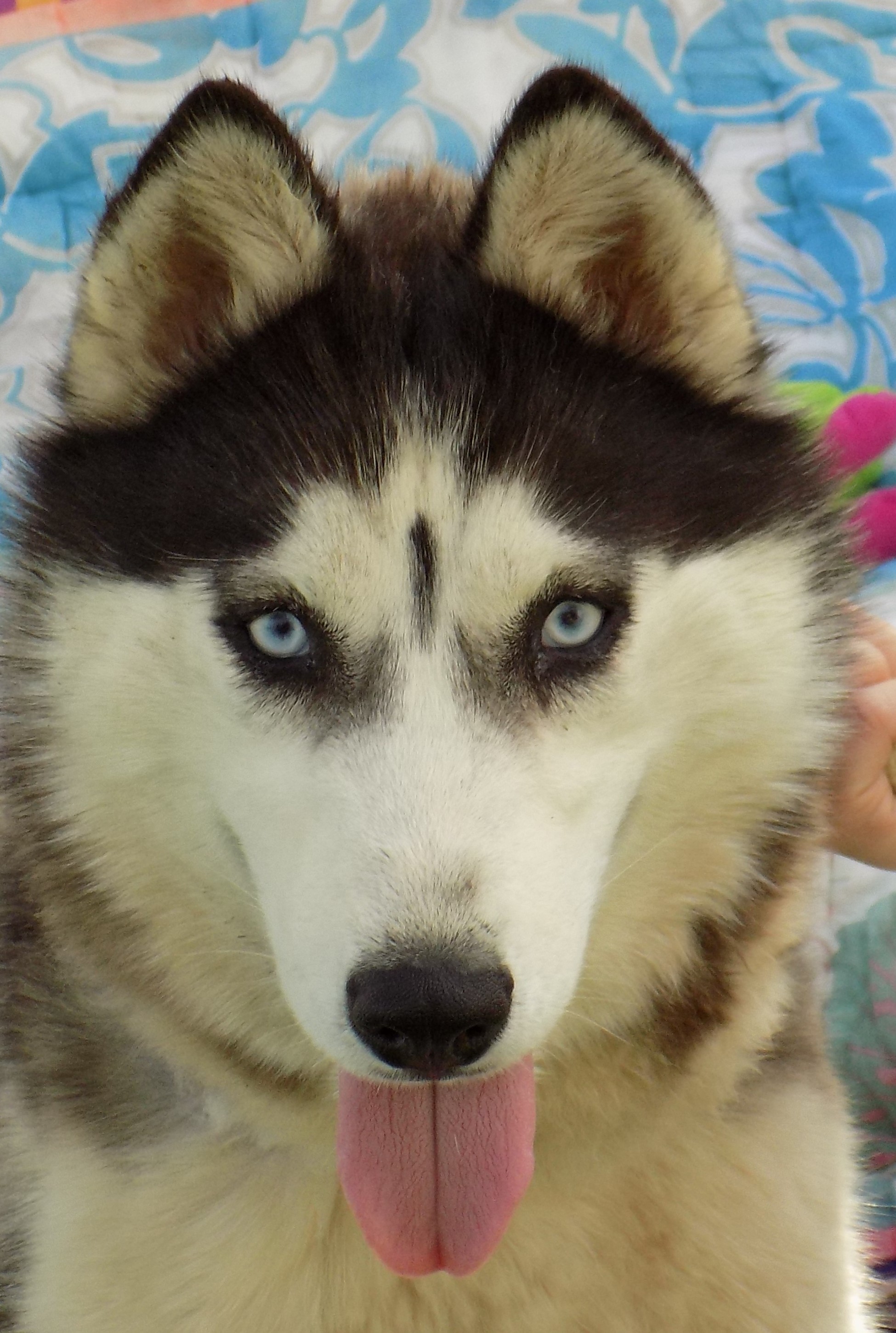 DIAMOND 2, a Adoptable Siberian Husky in Valencia, CA image 2/10