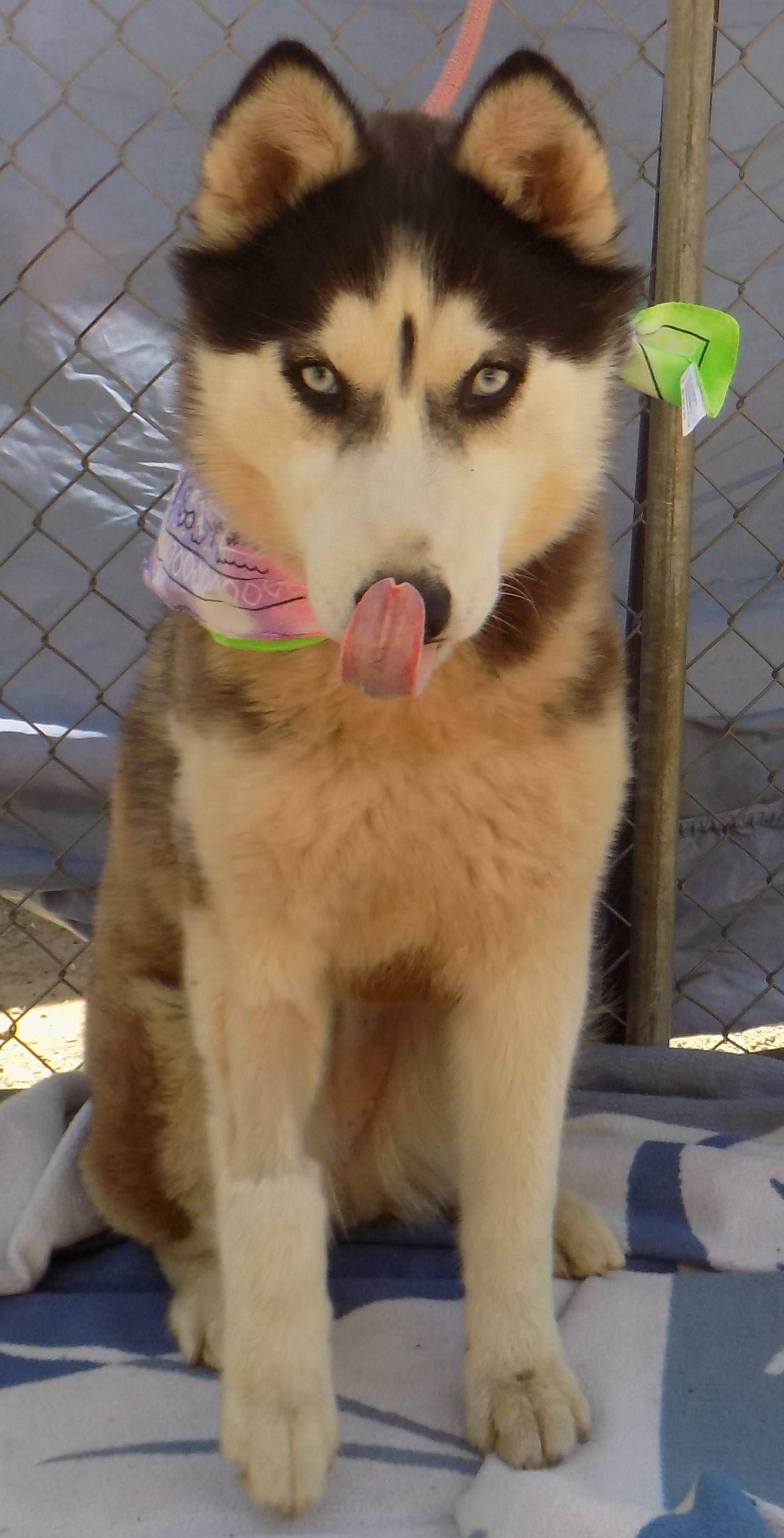 DIAMOND 2, a Adoptable Siberian Husky in Valencia, CA image 3/10
