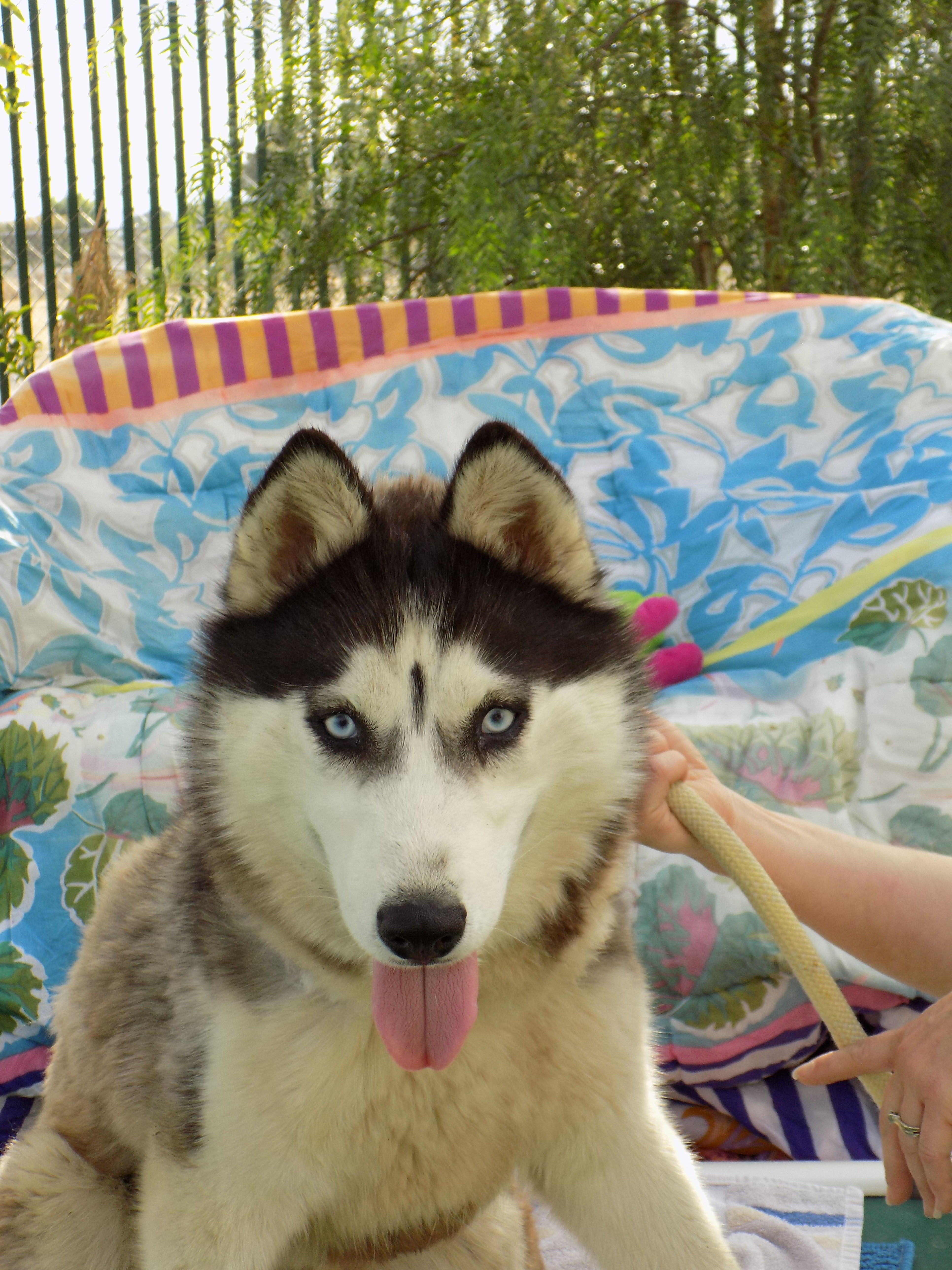 DIAMOND 2, a Adoptable Siberian Husky in Valencia, CA image 4/10
