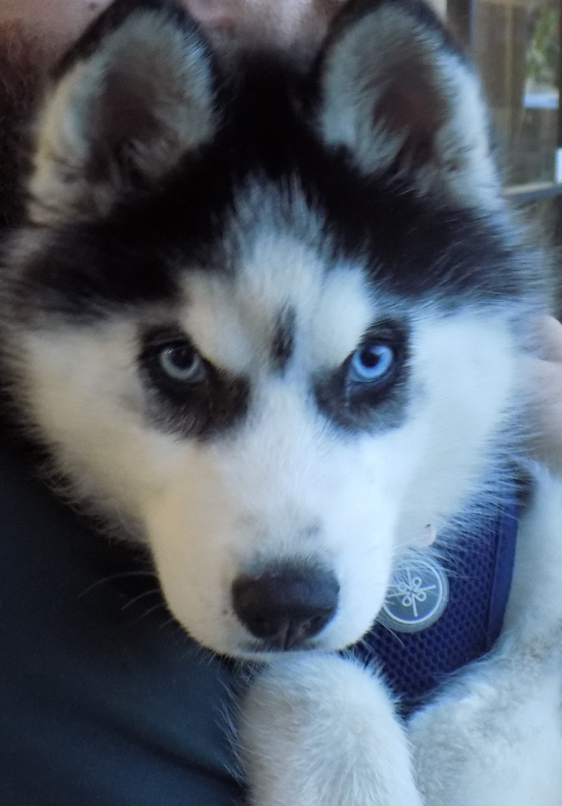 DIAMOND 2, a Adoptable Siberian Husky in Valencia, CA image 5/10