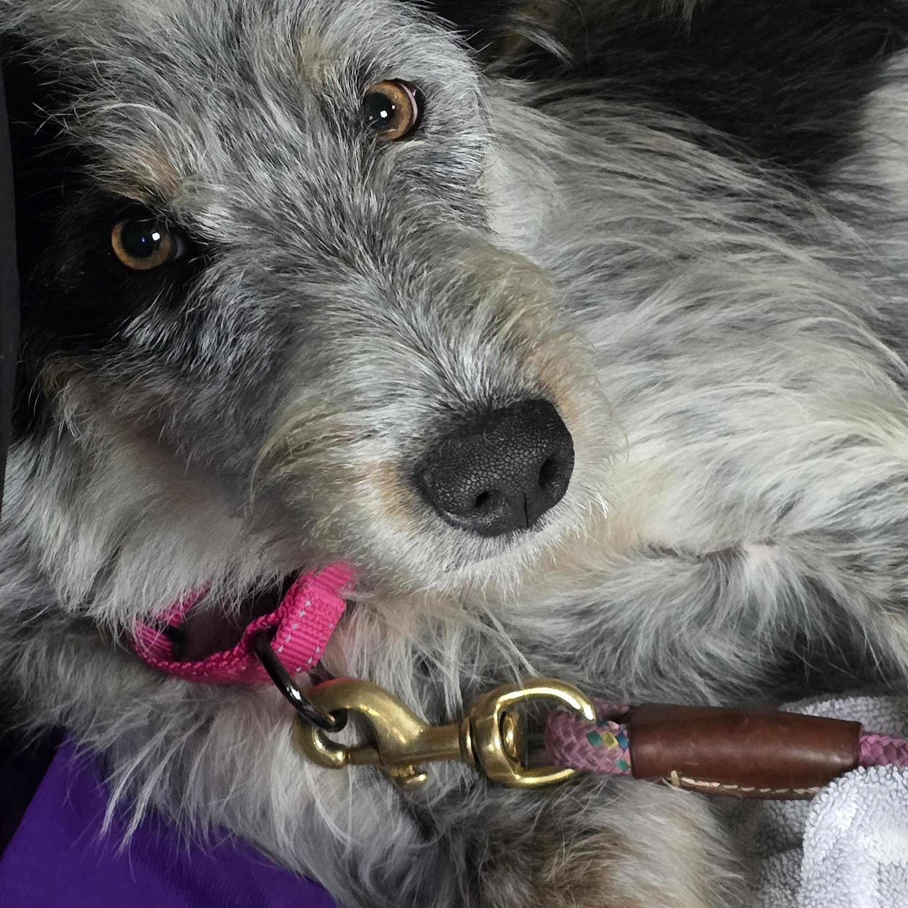 Enlarge Missy, a Adoptable mixed breed in Gunnison, CO image 5/5
