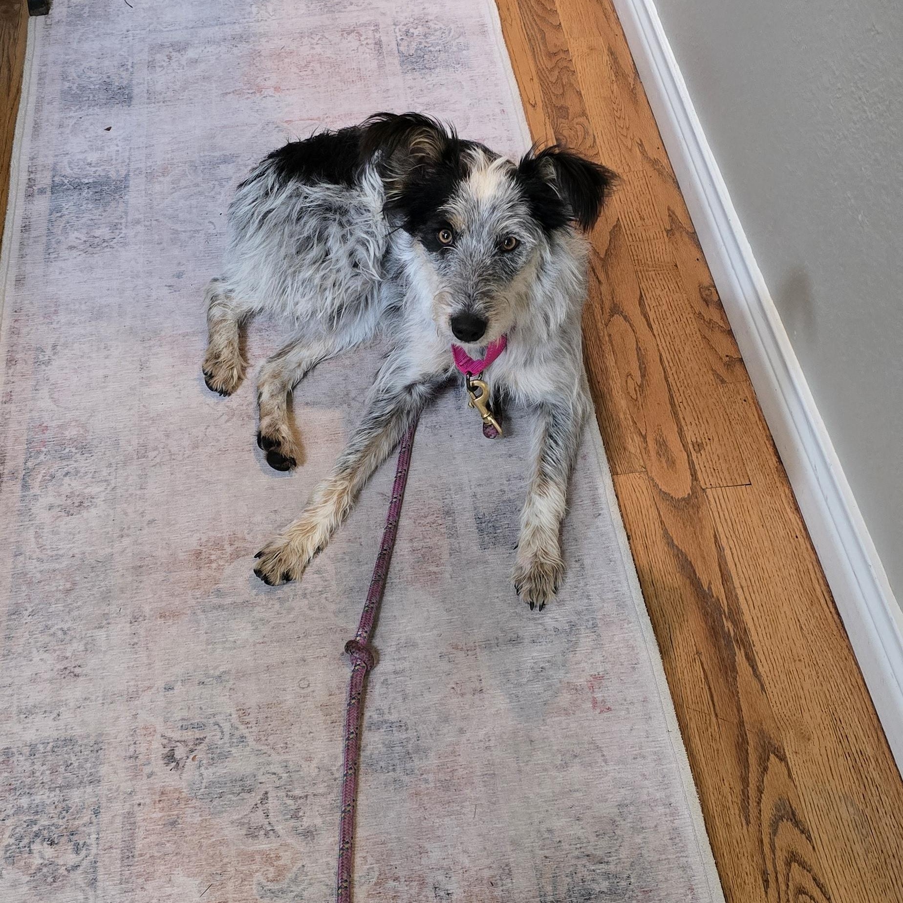 Enlarge Missy, a Adoptable mixed breed in Gunnison, CO image 1/5