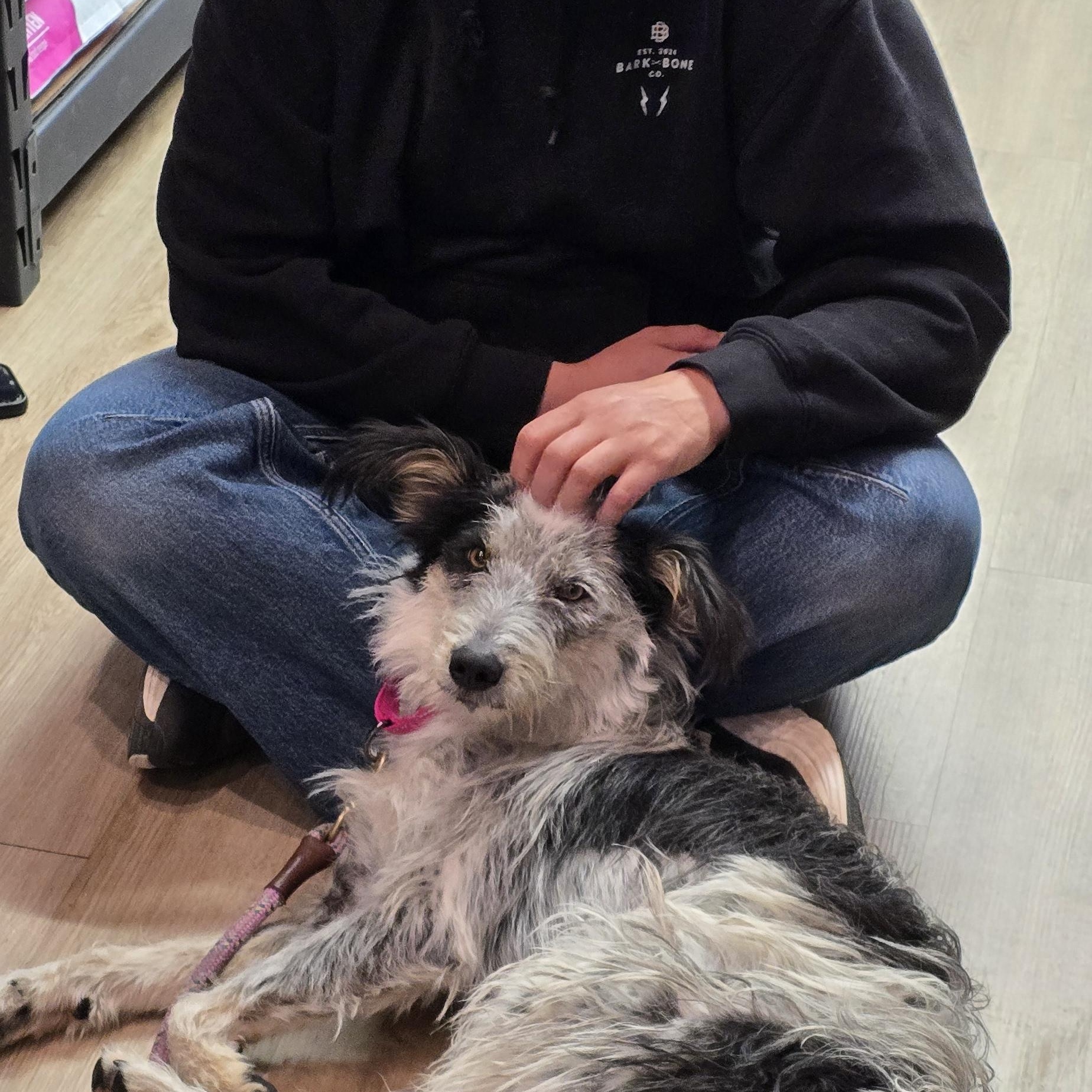 Enlarge Missy, a Adoptable mixed breed in Gunnison, CO image 4/5