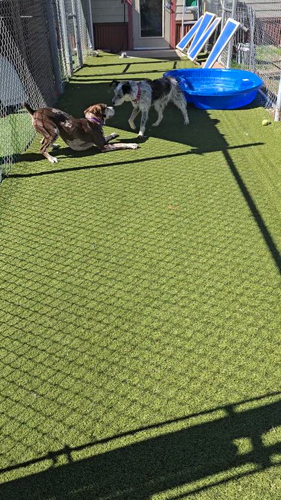 Enlarge Missy, a Adoptable mixed breed in Gunnison, CO video 3/5