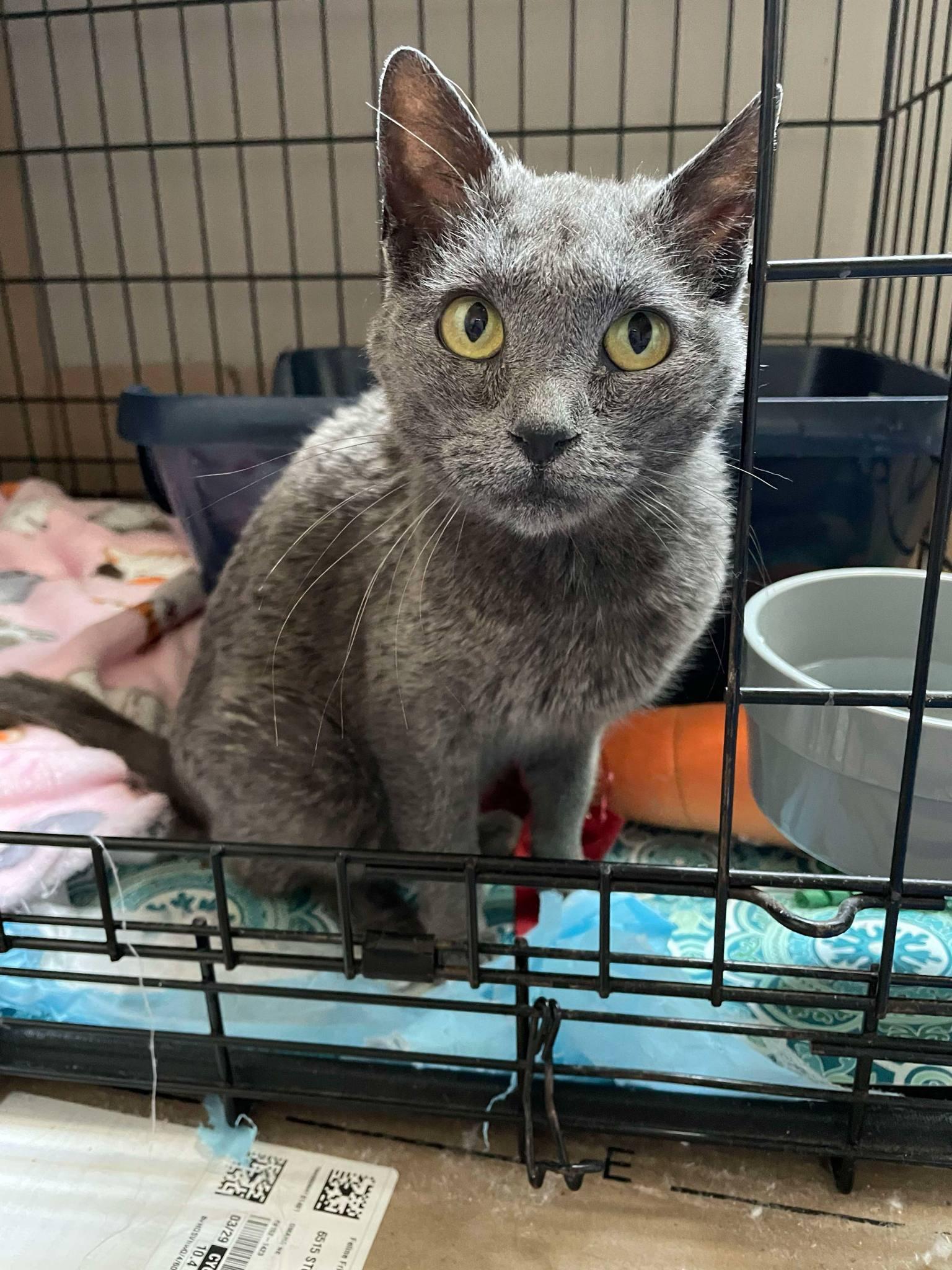Pansy, Adult Female Domestic Short Hair