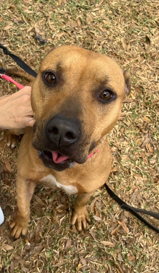 DJ (Daisy Junior), Adopted, Young Female Black Mouth Cur.