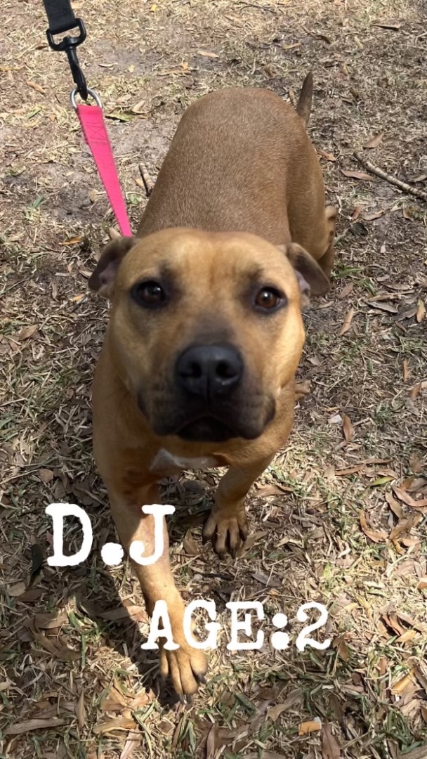 Enlarge DJ (Daisy Junior), a Adopted Black Mouth Cur in Fort Pierce, FL image 2/4