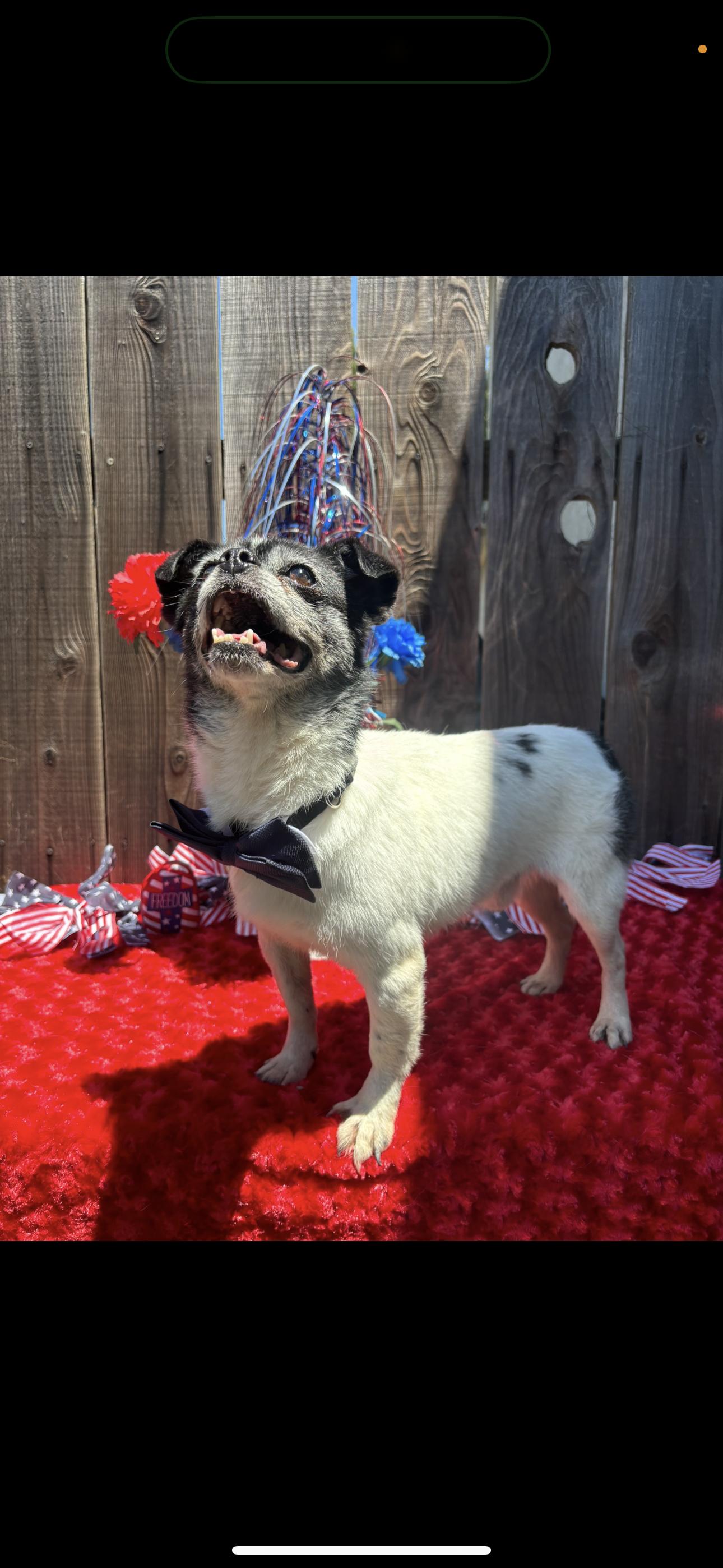 Beau, an adoptable Pug, Terrier in Los Banos, CA, 93635 | Photo Image 3