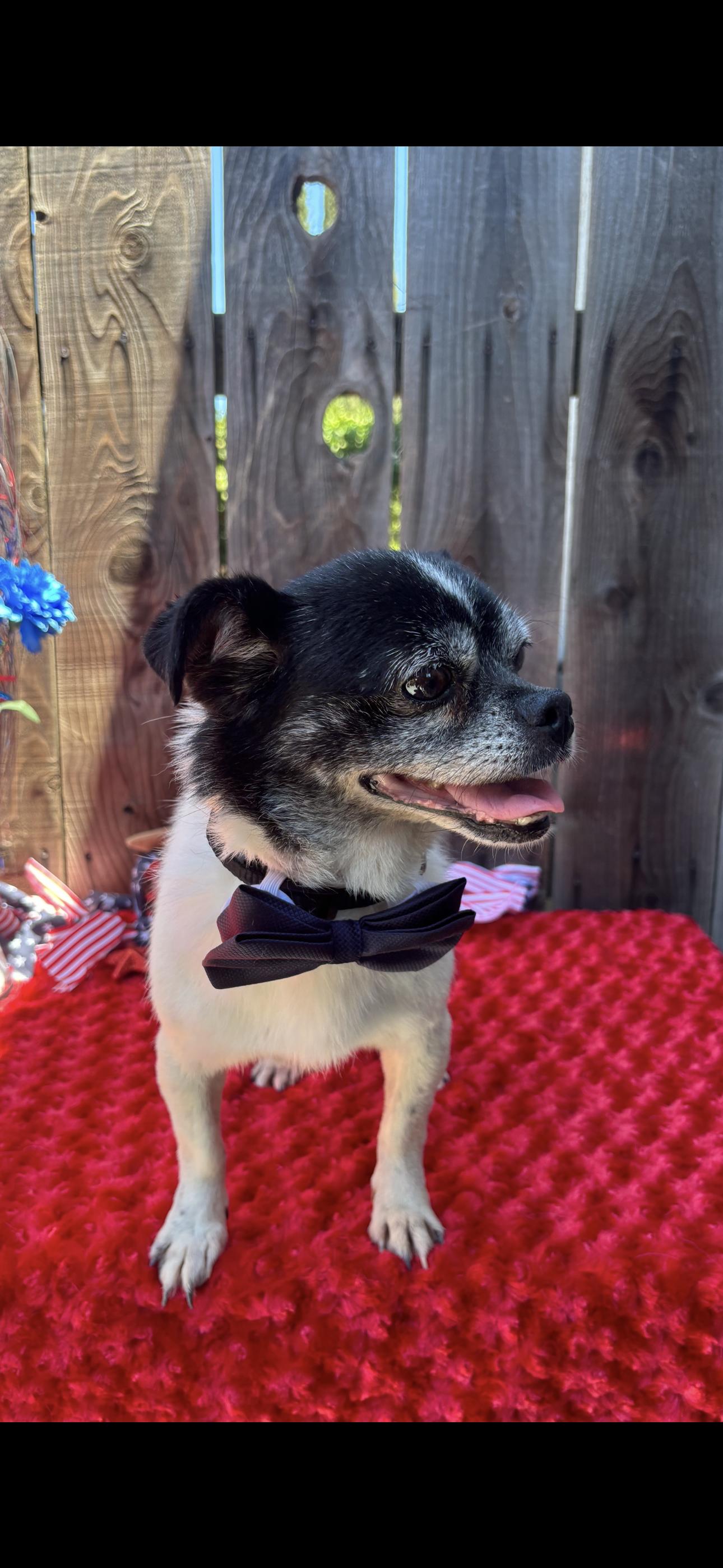 Beau, an adoptable Pug, Terrier in Los Banos, CA, 93635 | Photo Image 1