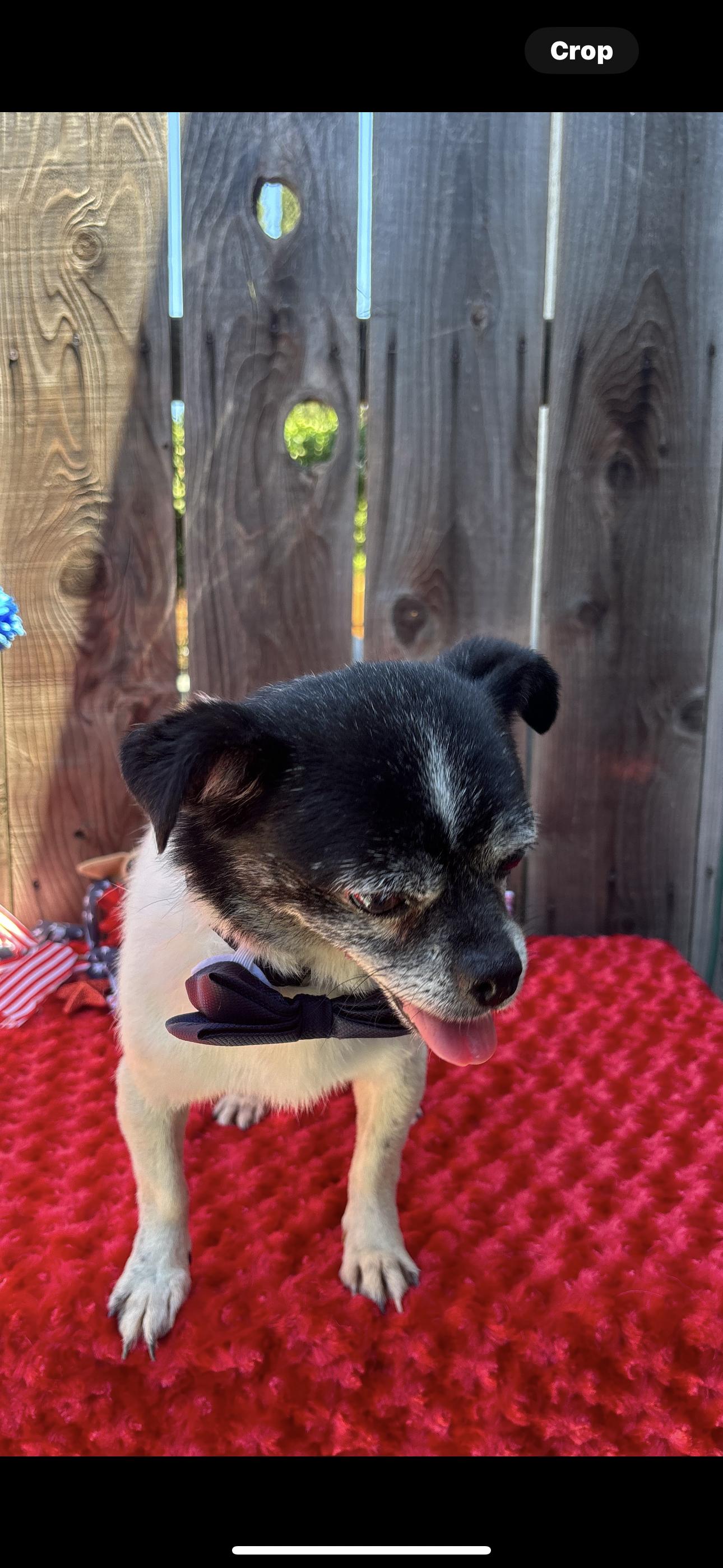 Beau, an adoptable Pug, Terrier in Los Banos, CA, 93635 | Photo Image 4