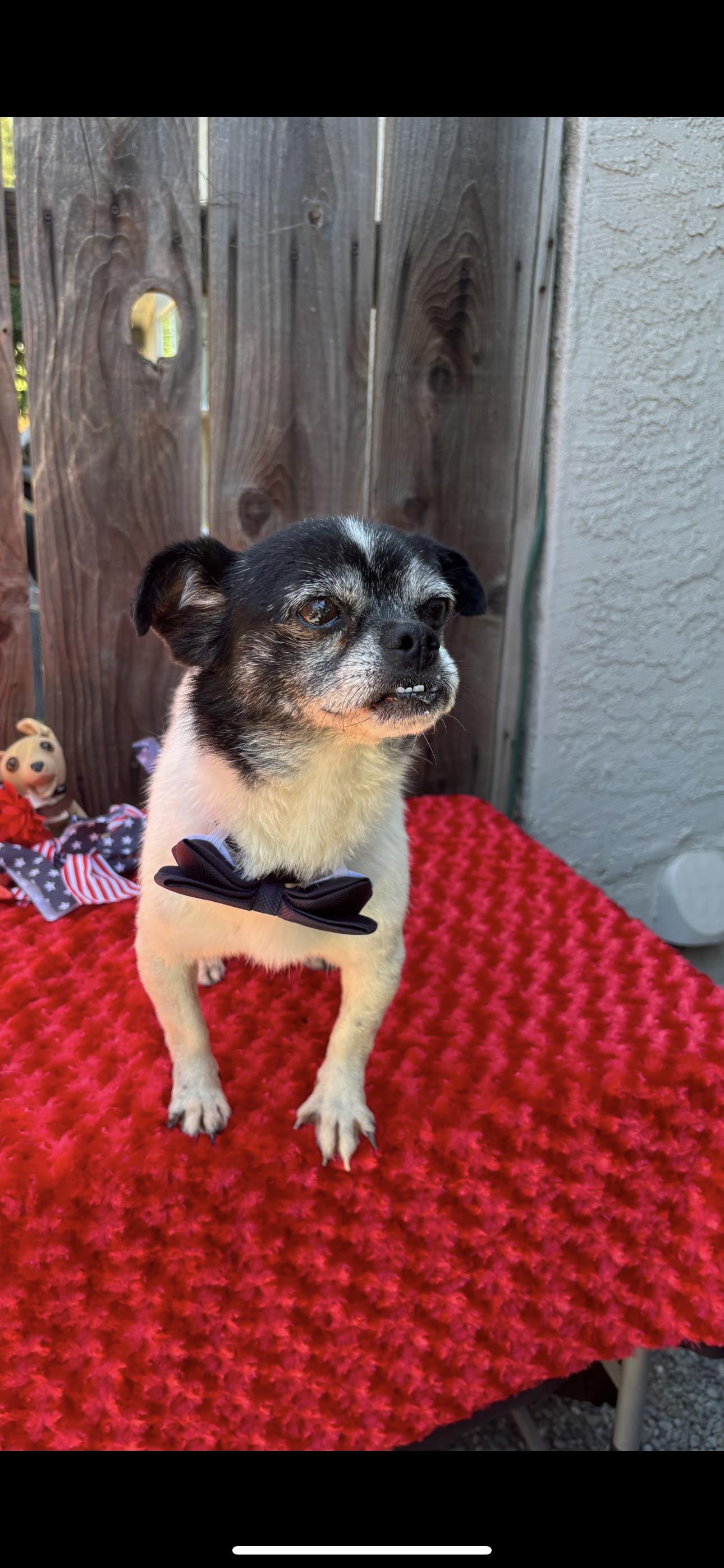 Beau, an adoptable Pug, Terrier in Los Banos, CA, 93635 | Photo Image 5