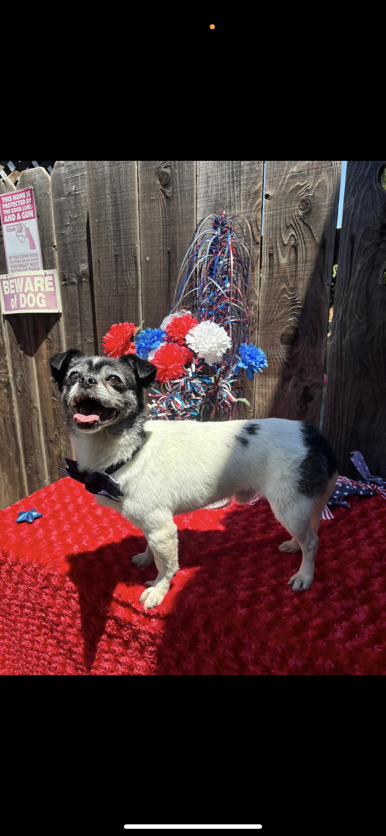 Beau, an adoptable Pug, Terrier in Los Banos, CA, 93635 | Photo Image 2