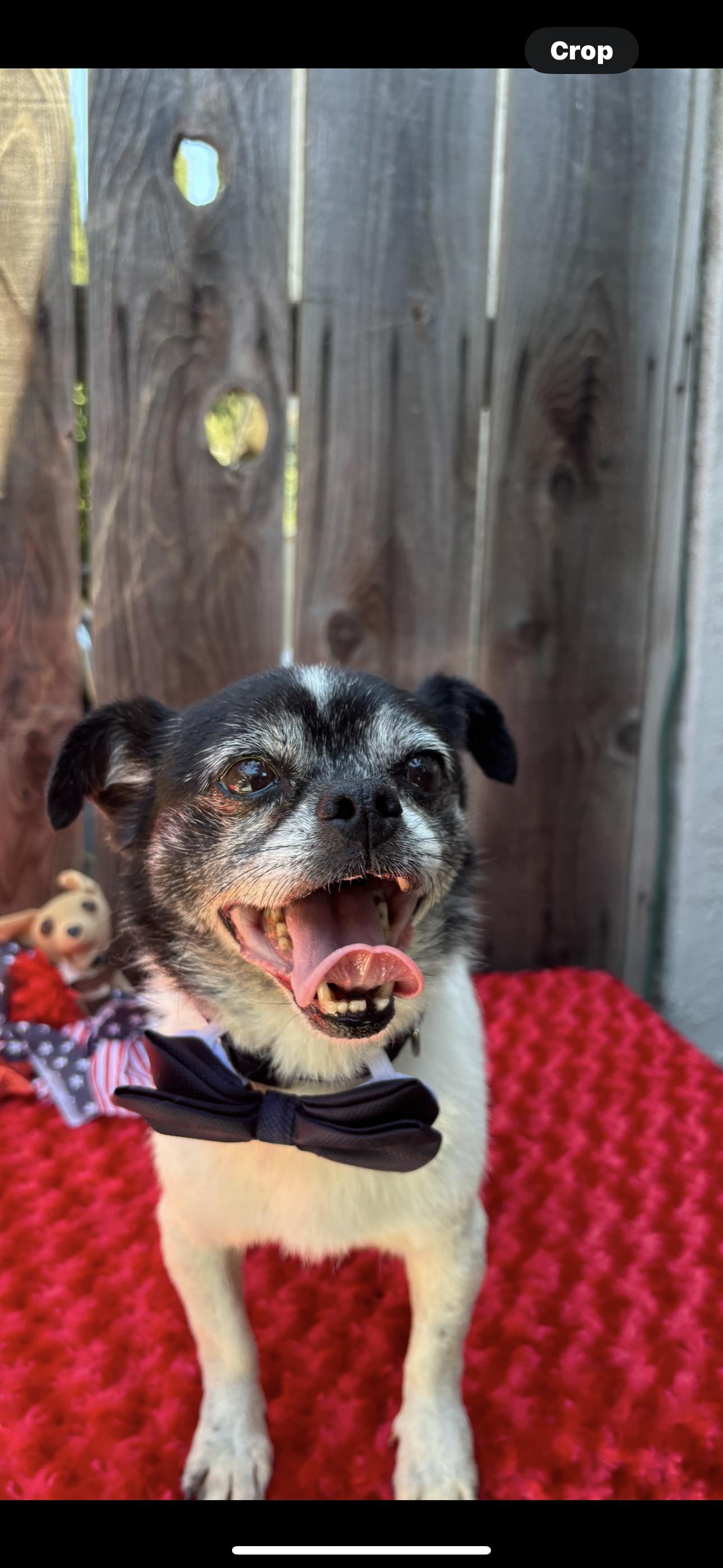 Beau, an adoptable Pug, Terrier in Los Banos, CA, 93635 | Photo Image 6
