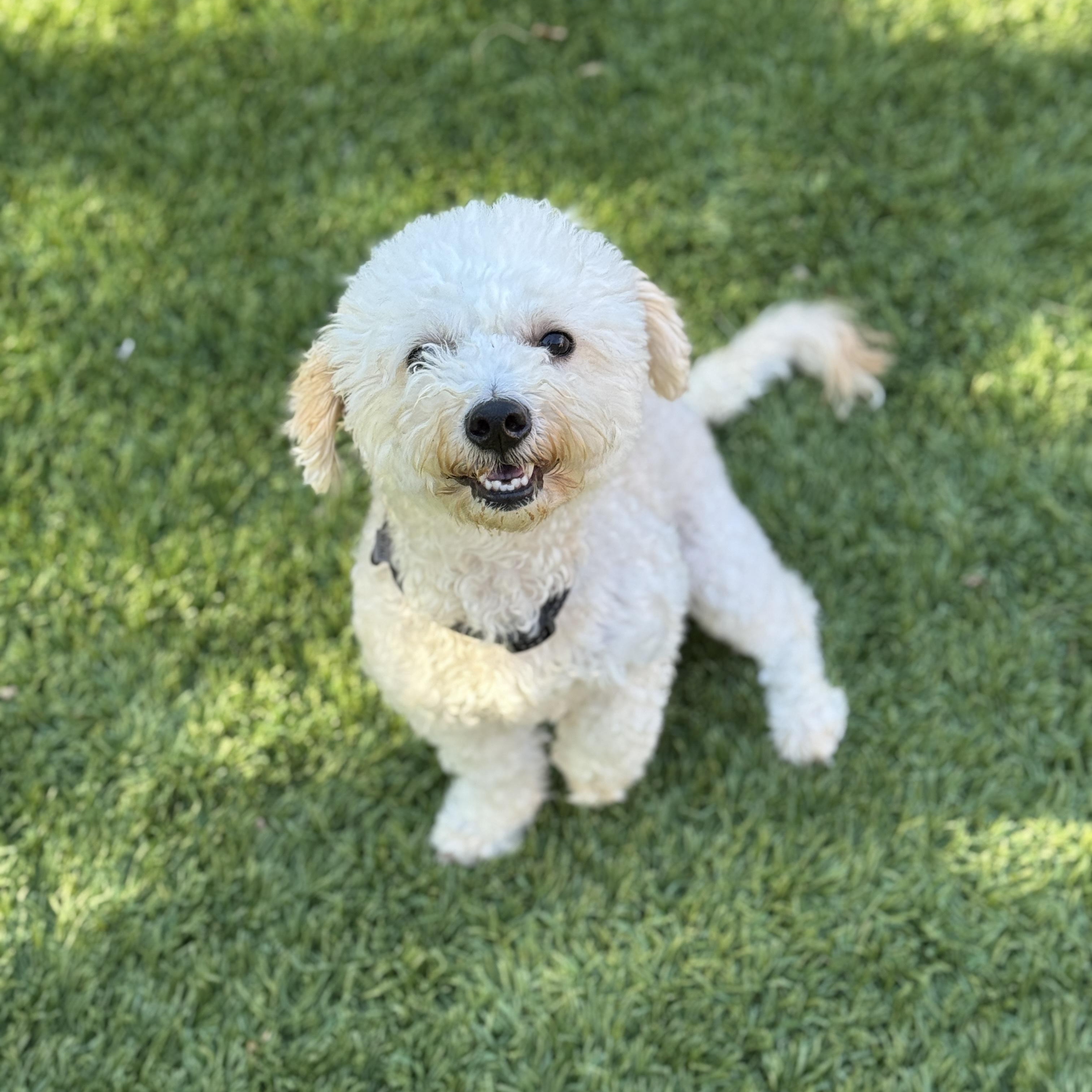 Wynnona, a ADOPTABLE Miniature Poodle in Goodyear, AZ image 2/2