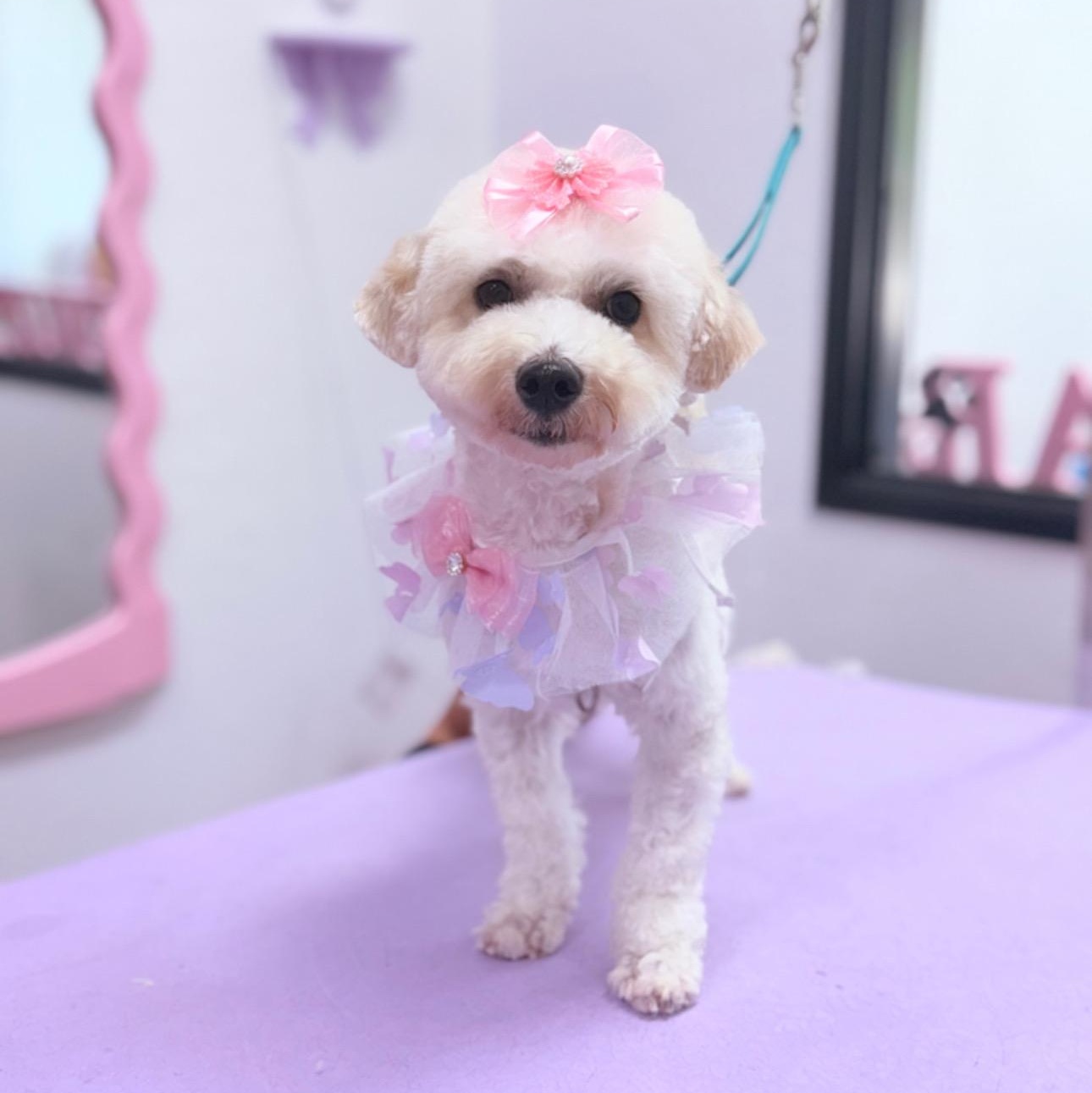 Wynnona, ADOPTABLE, Adult Female Miniature Poodle.