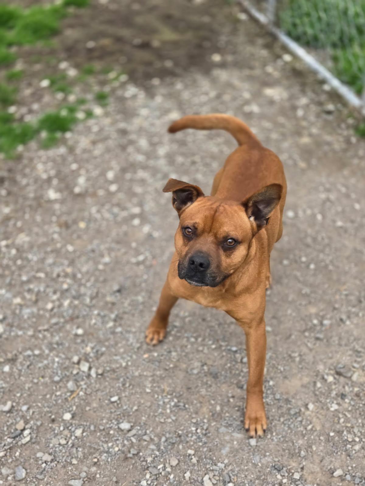 Butch, Adoptable, Young Male Mixed Breed.