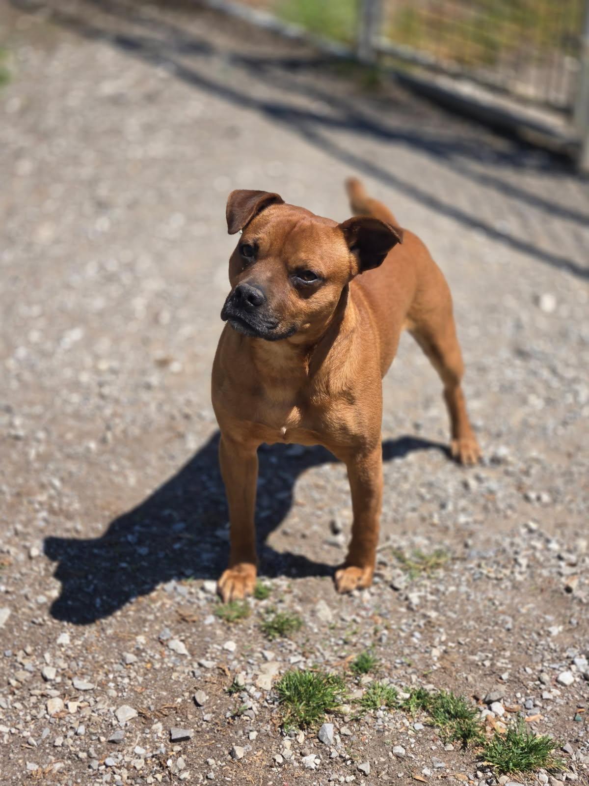 Enlarge Butch, a Adoptable Mixed Breed in Chatsworth, GA image 2/2