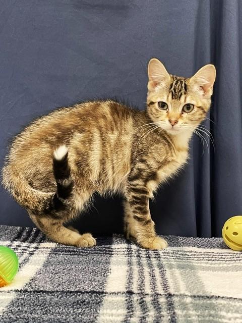 Enlarge Tostito, a ADOPTABLE Domestic Short Hair in Red Wing, MN image 3/5