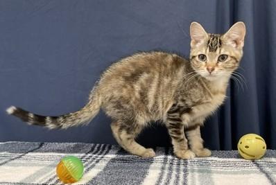 Enlarge Tostito, a ADOPTABLE Domestic Short Hair in Red Wing, MN image 5/5