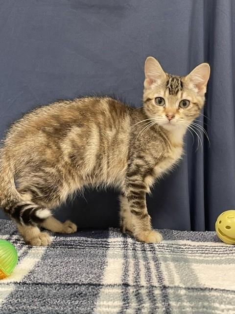 Enlarge Tostito, a ADOPTABLE Domestic Short Hair in Red Wing, MN image 4/5