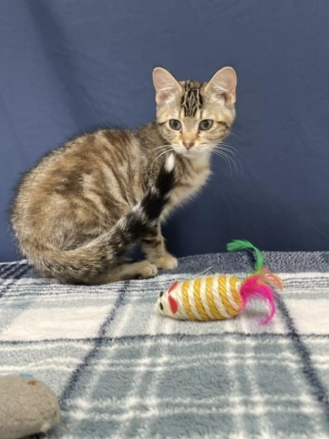 Enlarge Tostito, a ADOPTABLE Domestic Short Hair in Red Wing, MN image 2/5