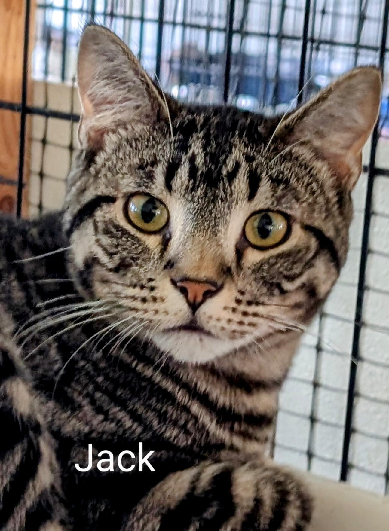 Jack, Young Male Domestic Short Hair