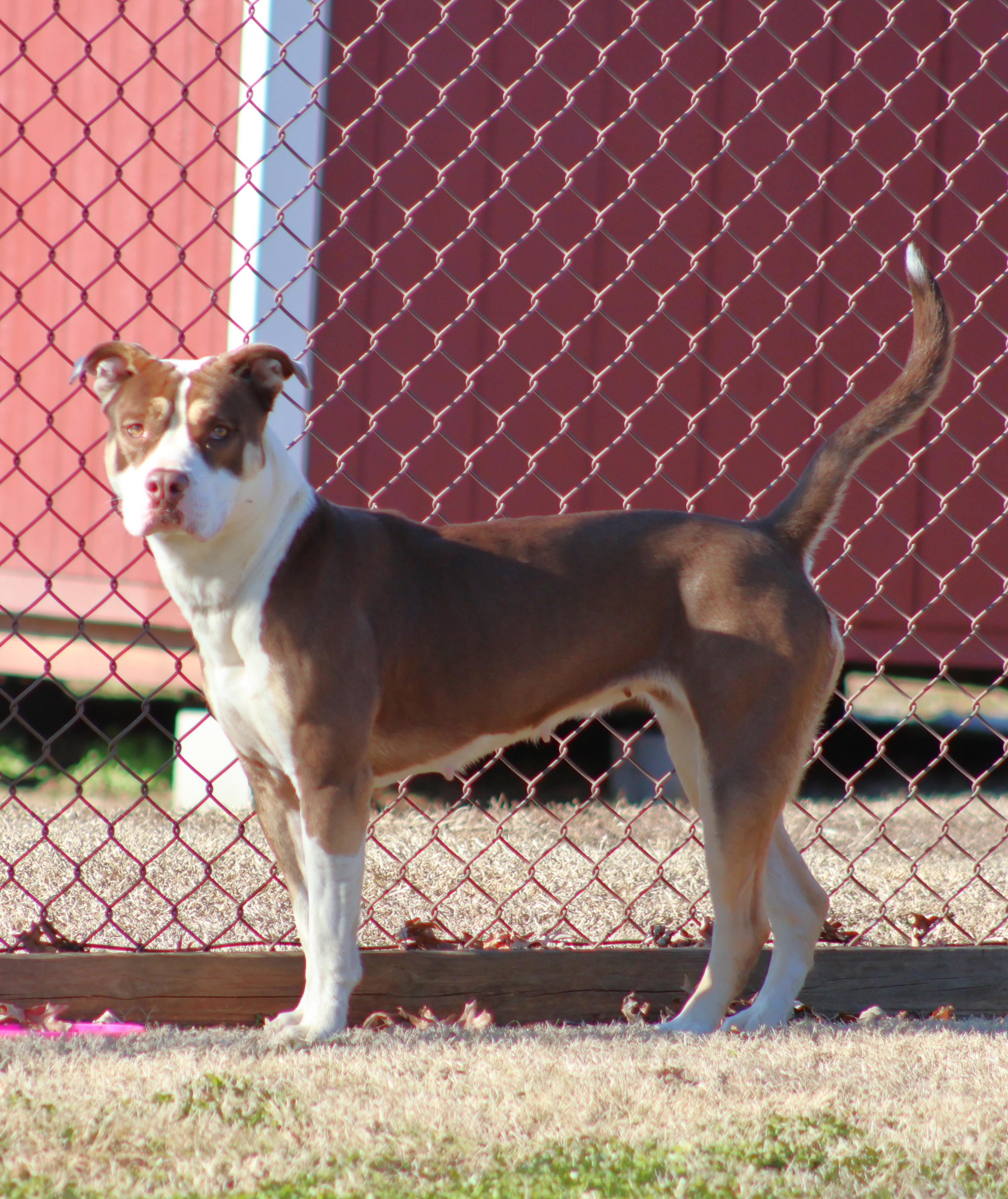 DESTINY, Adoptable, Adult Female Pit Bull Terrier & Mixed Breed.