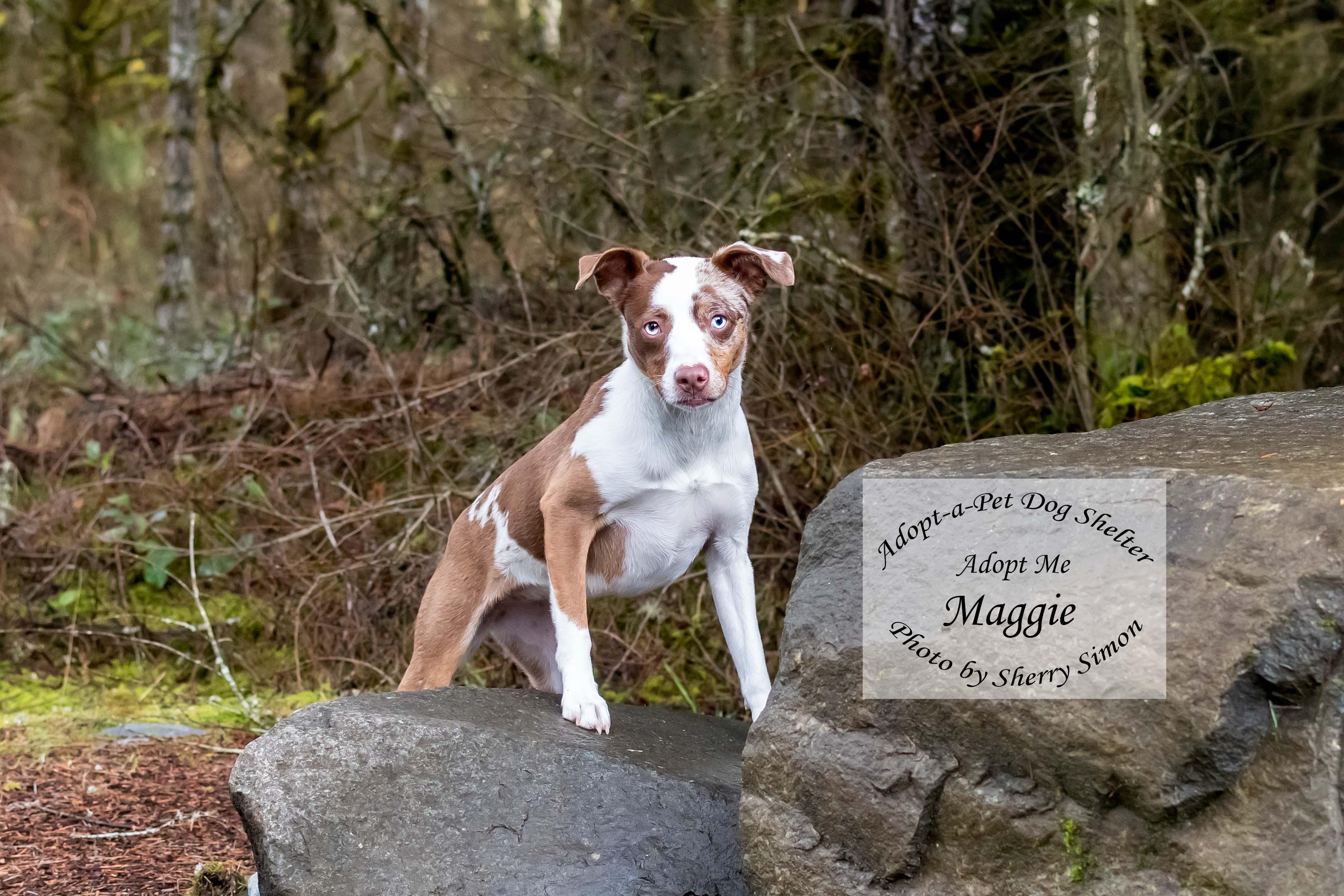 MAGGIE, an adoptable Australian Shepherd in Shelton, WA image 1/6