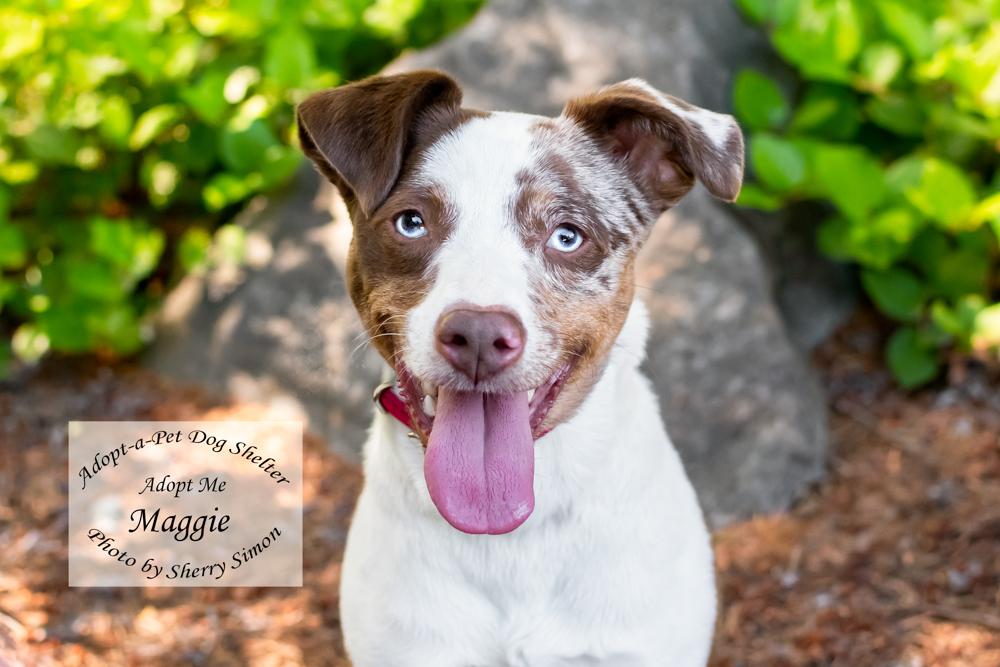 MAGGIE, an adoptable Australian Shepherd in Shelton, WA image 1/6