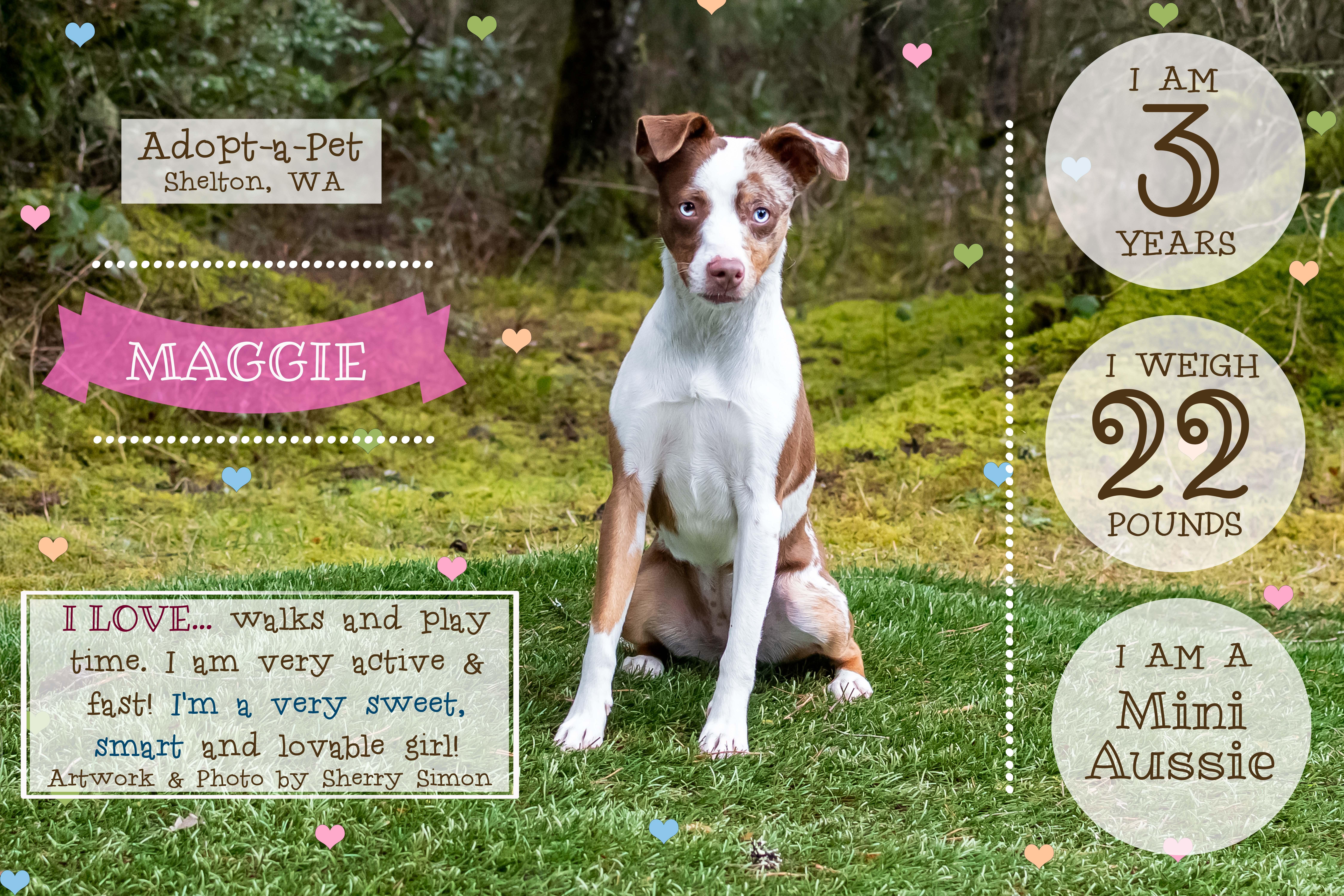 MAGGIE, an adoptable Australian Shepherd in Shelton, WA image 2/6