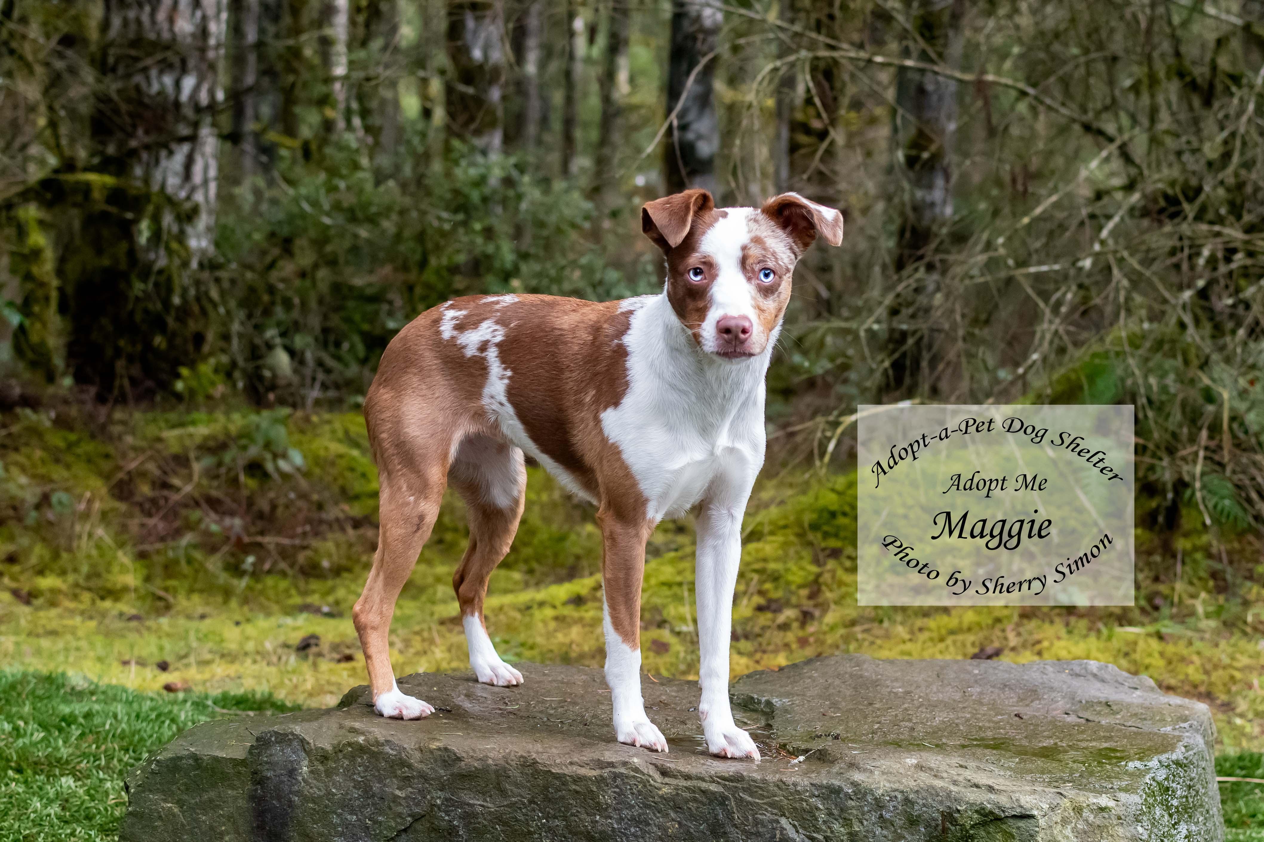 MAGGIE, an adoptable Australian Shepherd in Shelton, WA image 4/6