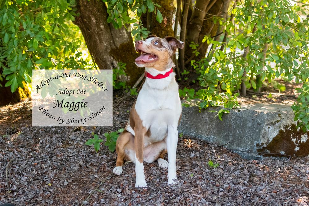 MAGGIE, an adoptable Australian Shepherd in Shelton, WA image 4/6