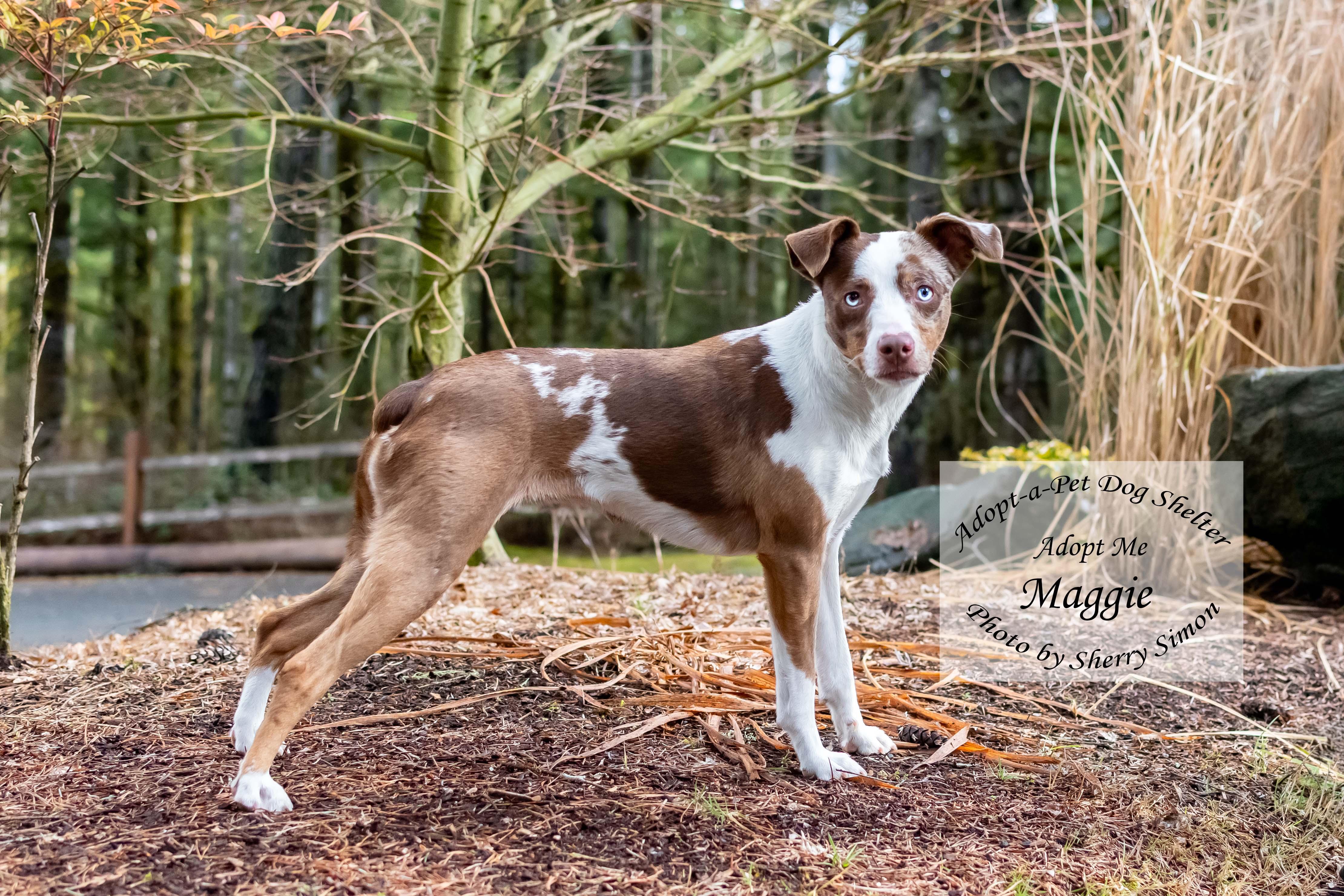MAGGIE, an adoptable Australian Shepherd in Shelton, WA image 6/6